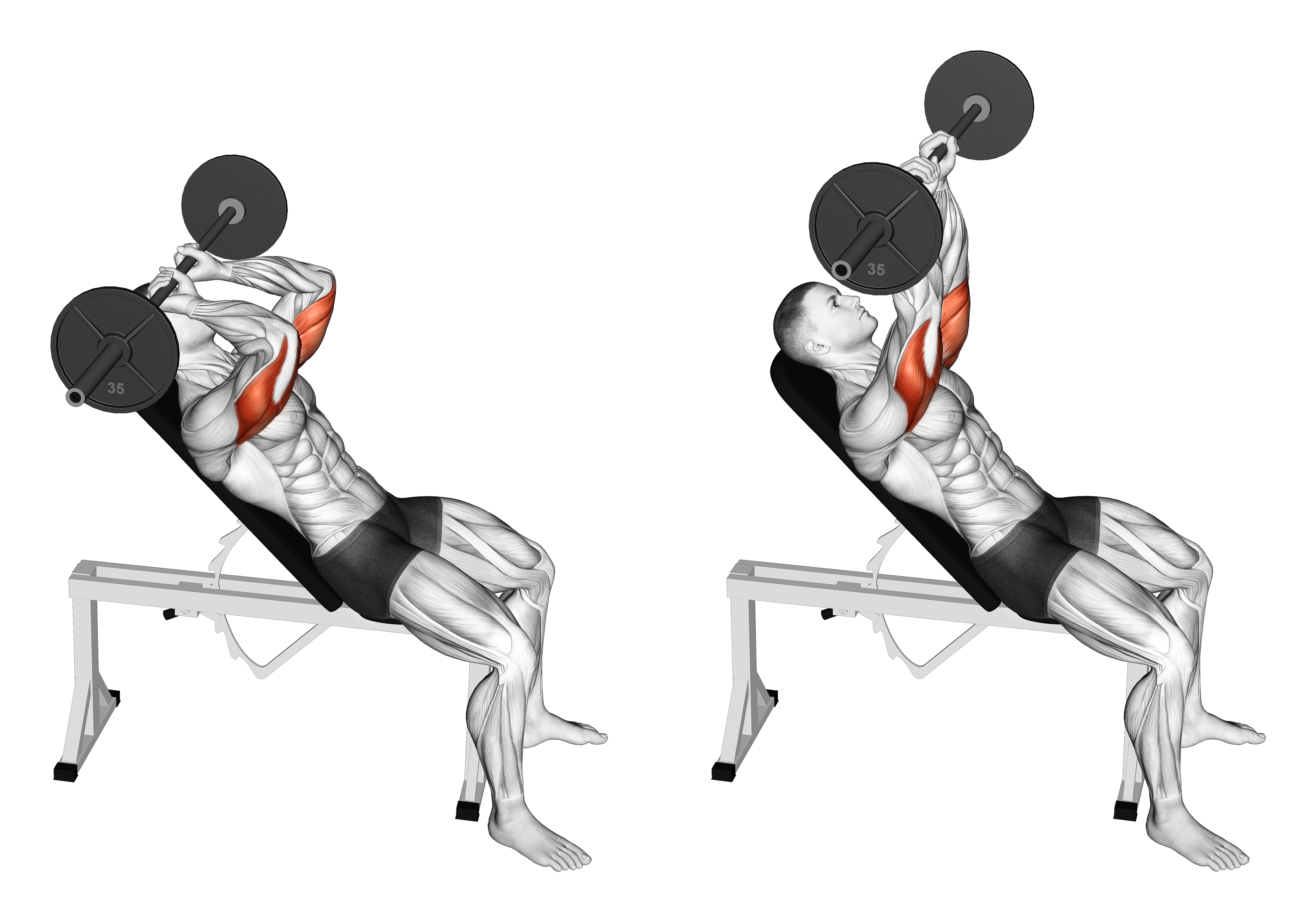 Barbell Incline Triceps Extension Skull Crusher