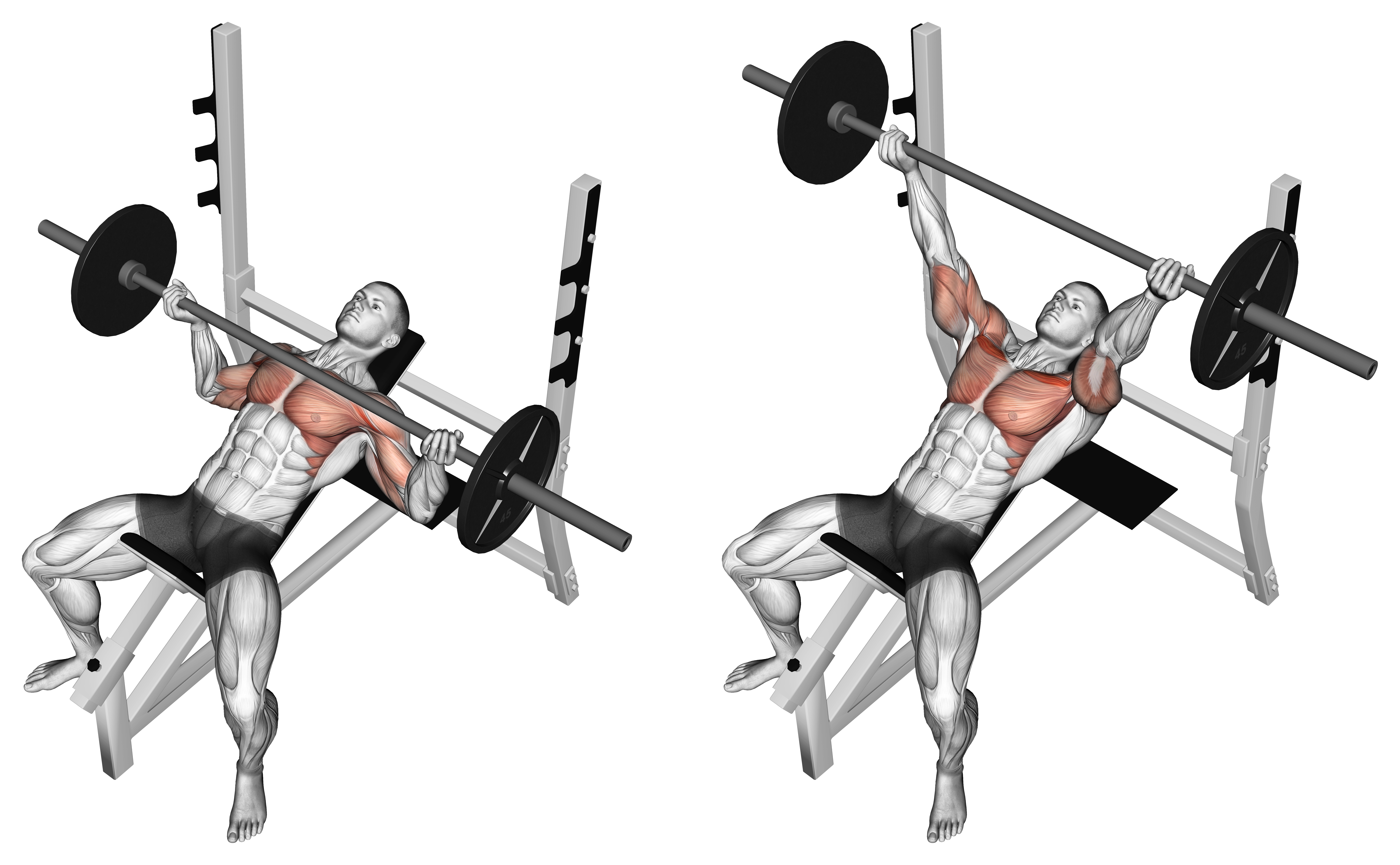 Barbell Incline Wide Reverse Grip Bench Press
