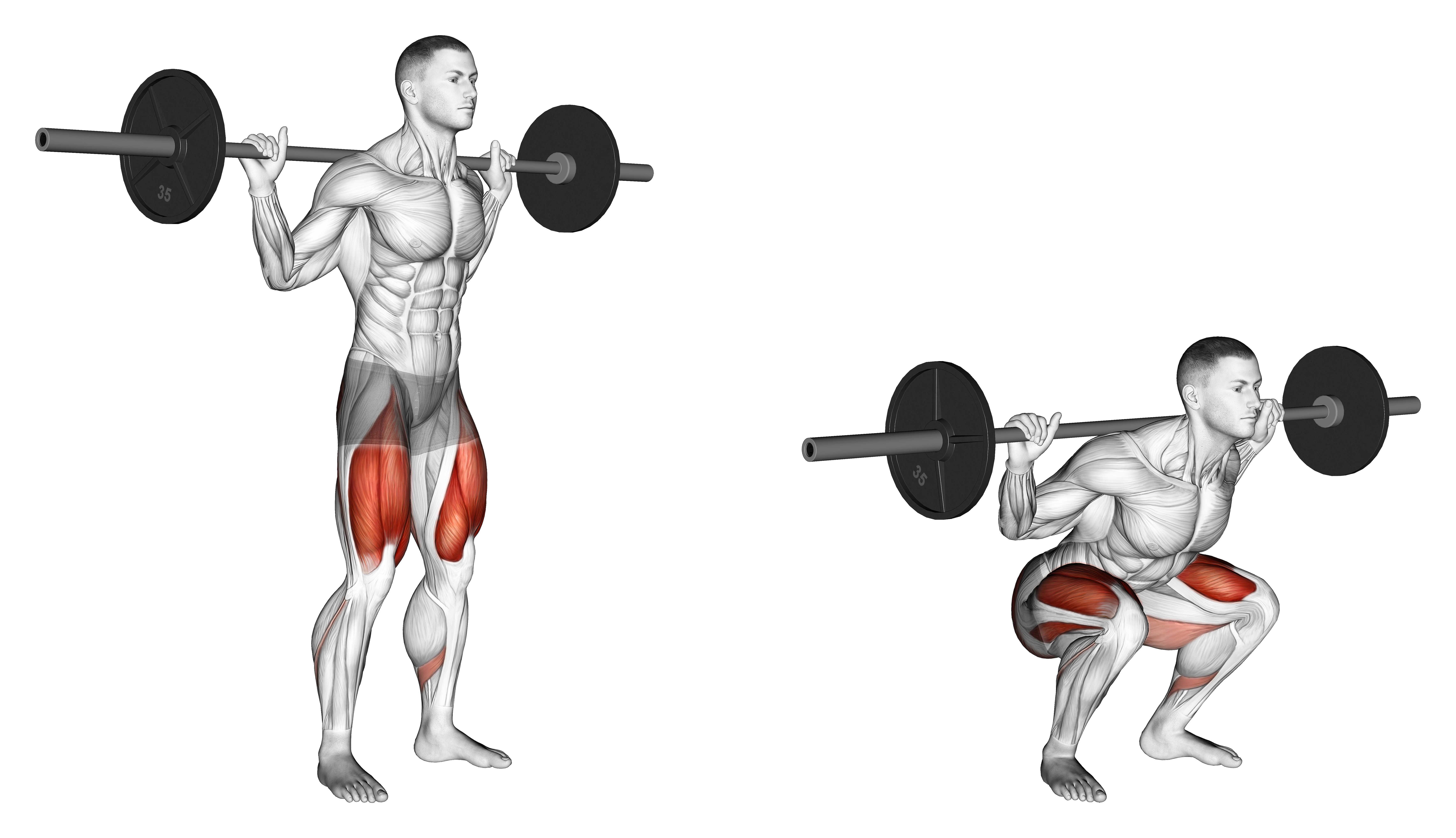 Barbell Low Bar Squat