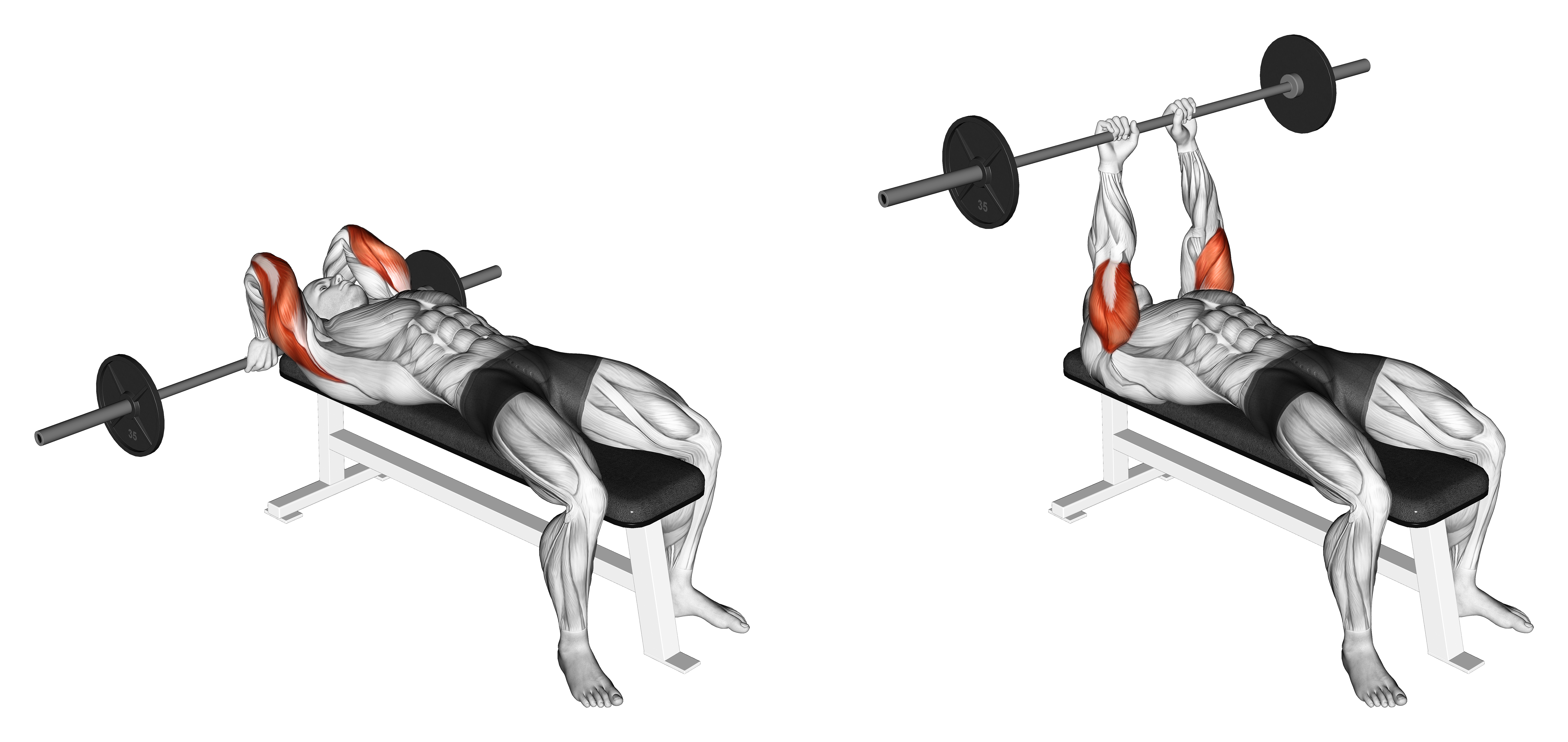 Barbell Lying Back Of The Head Tricep Extension