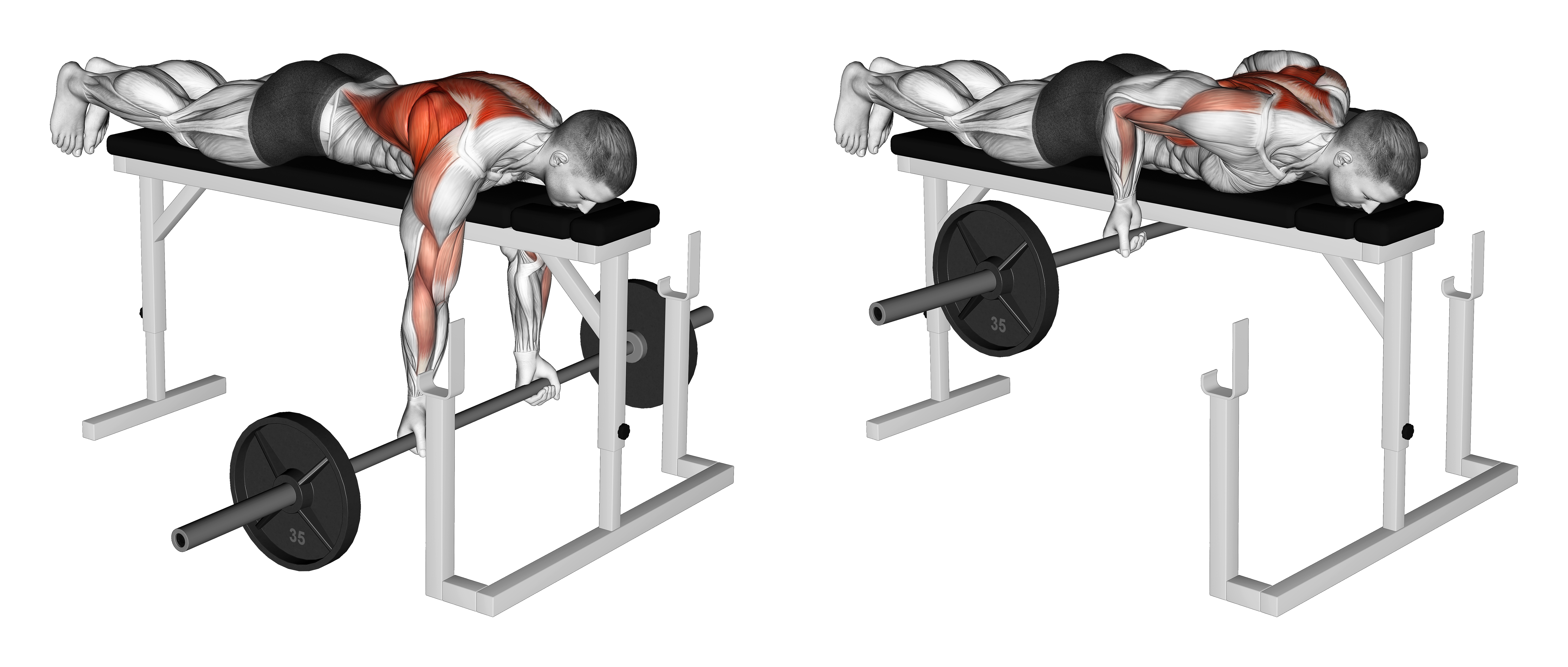 Barbell Lying Close Grip Underhand Row On Rack