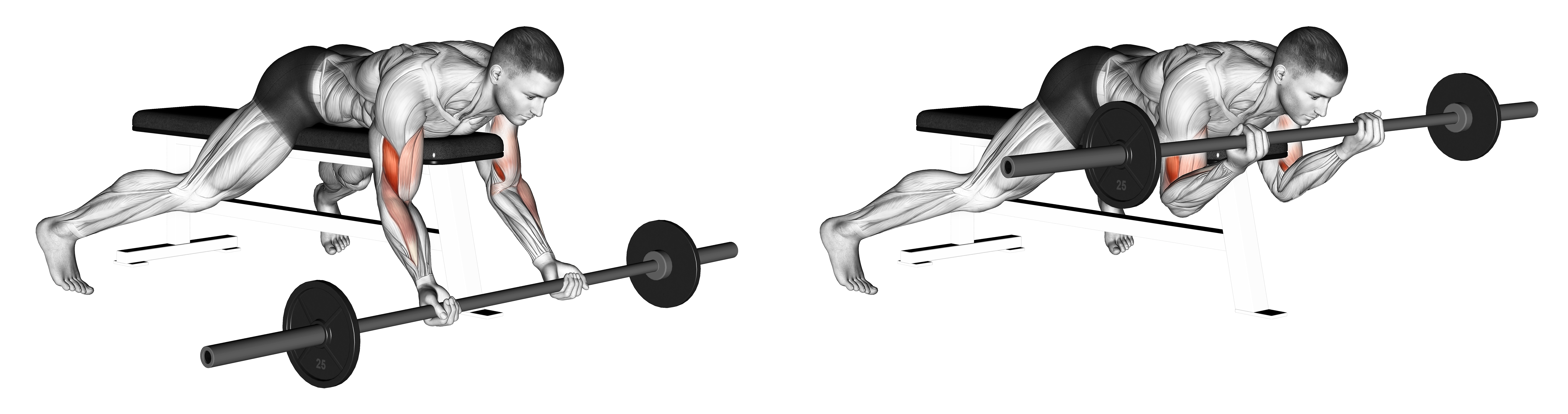 Barbell Lying Preacher Curl