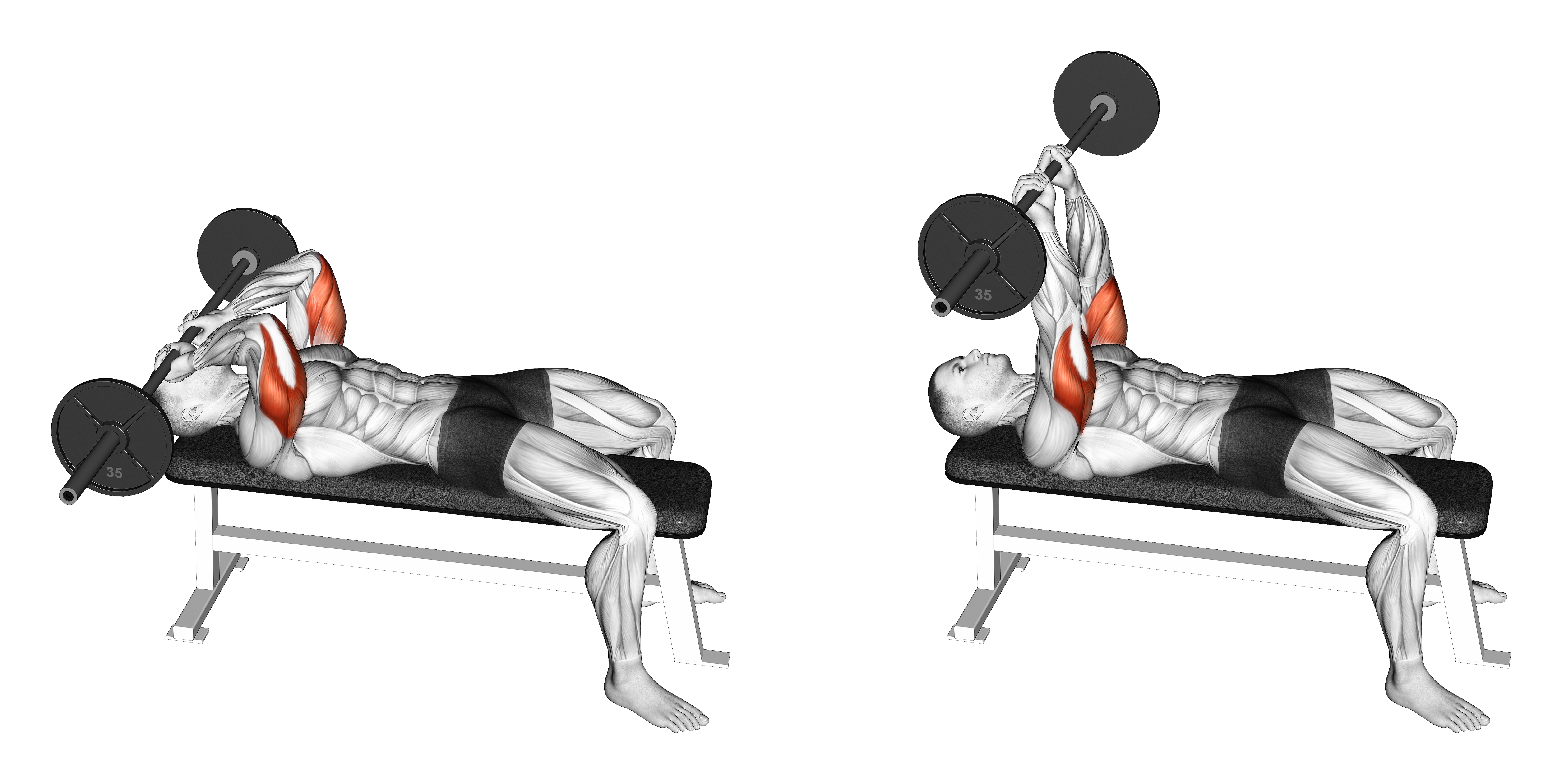 Barbell Lying Triceps Extension Skull Crusher