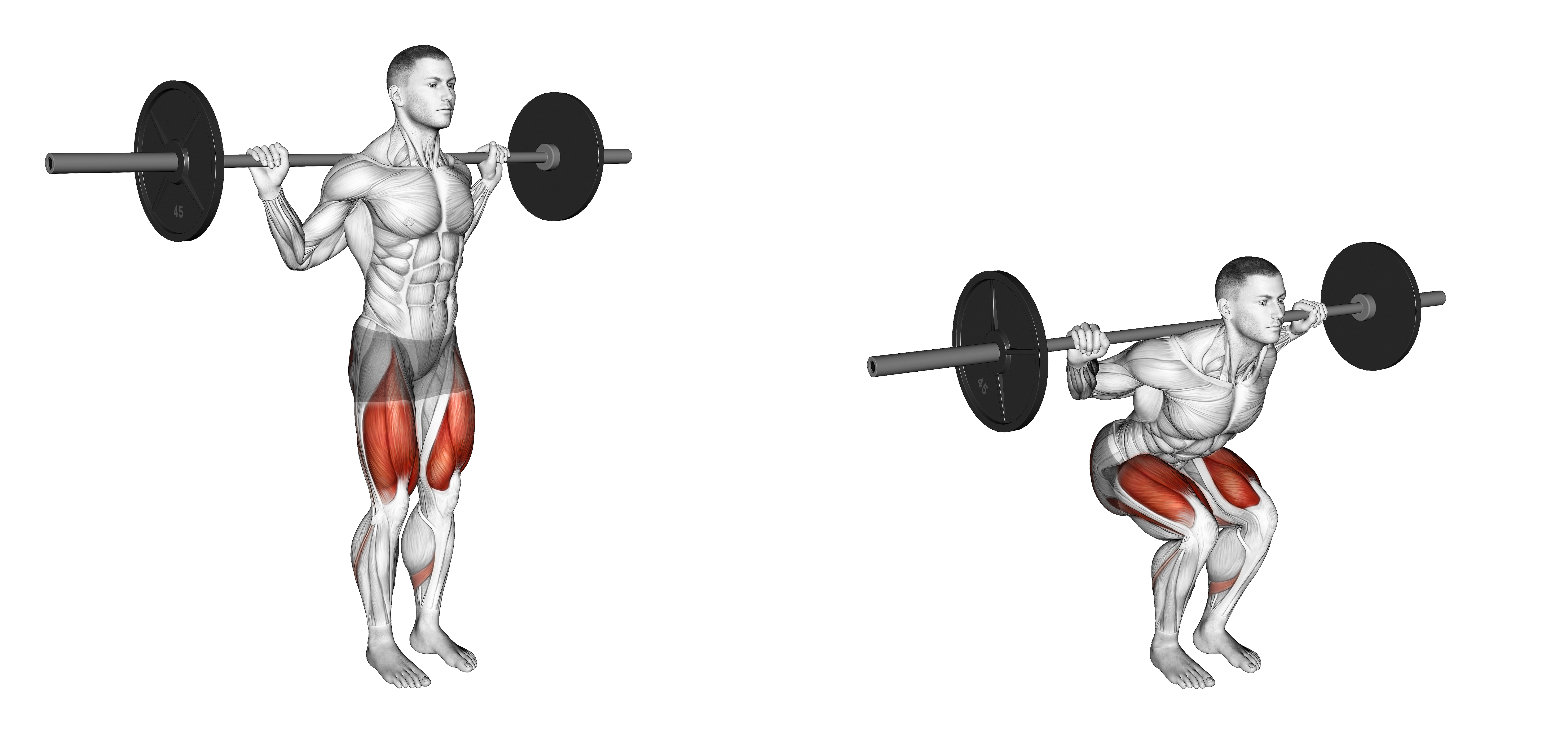 Barbell Narrow Stance Squat