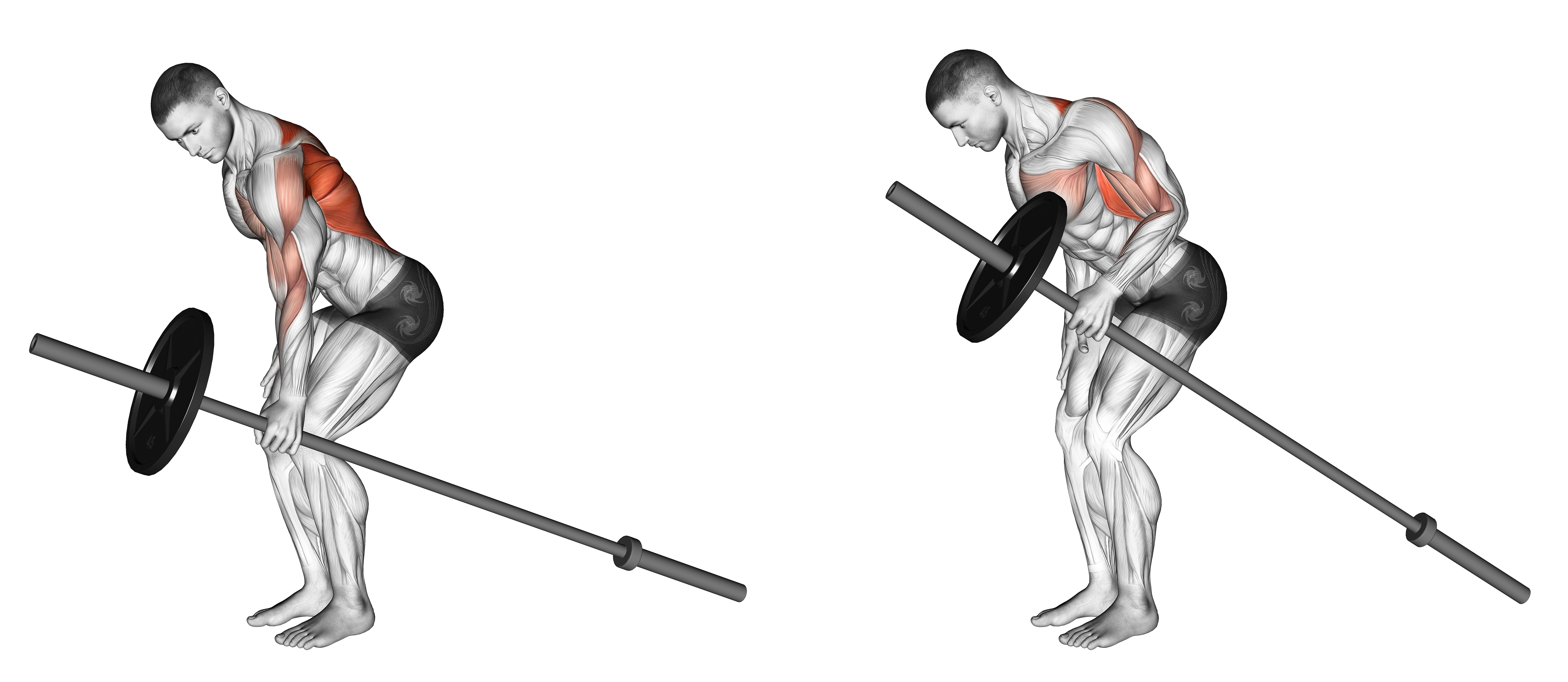 Barbell One Arm Bent Over Row