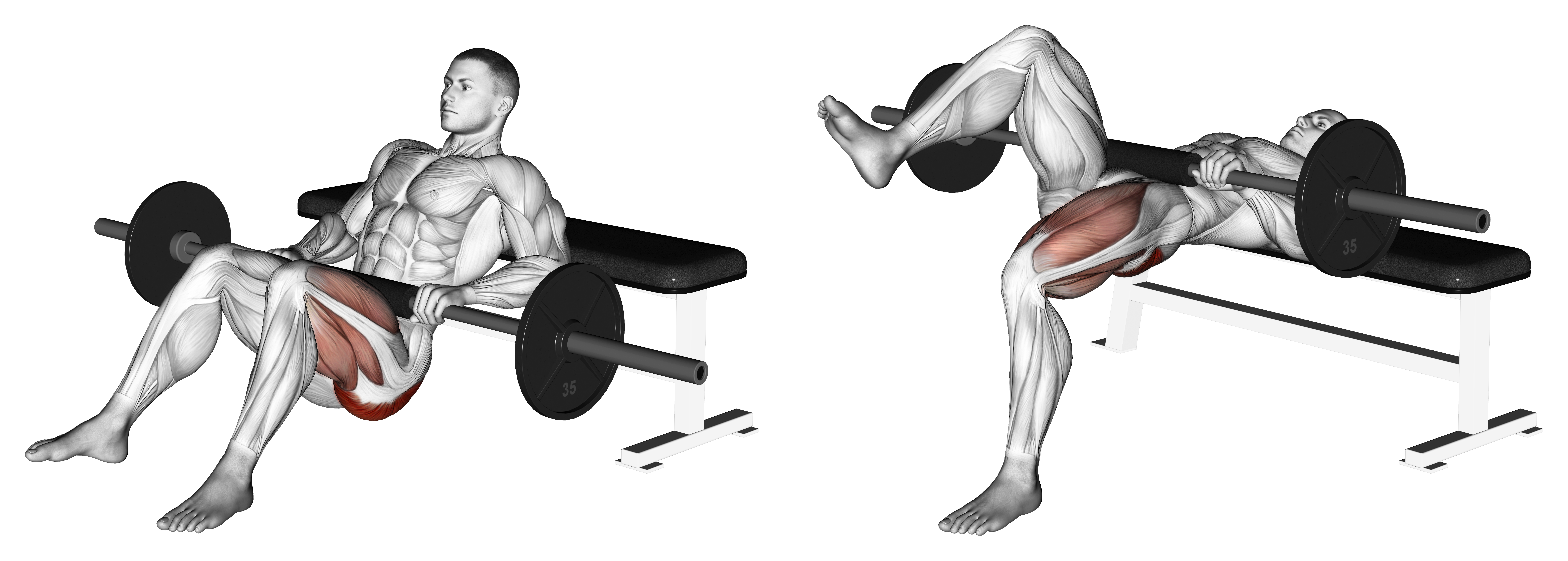 Barbell One Leg Hip Thrust