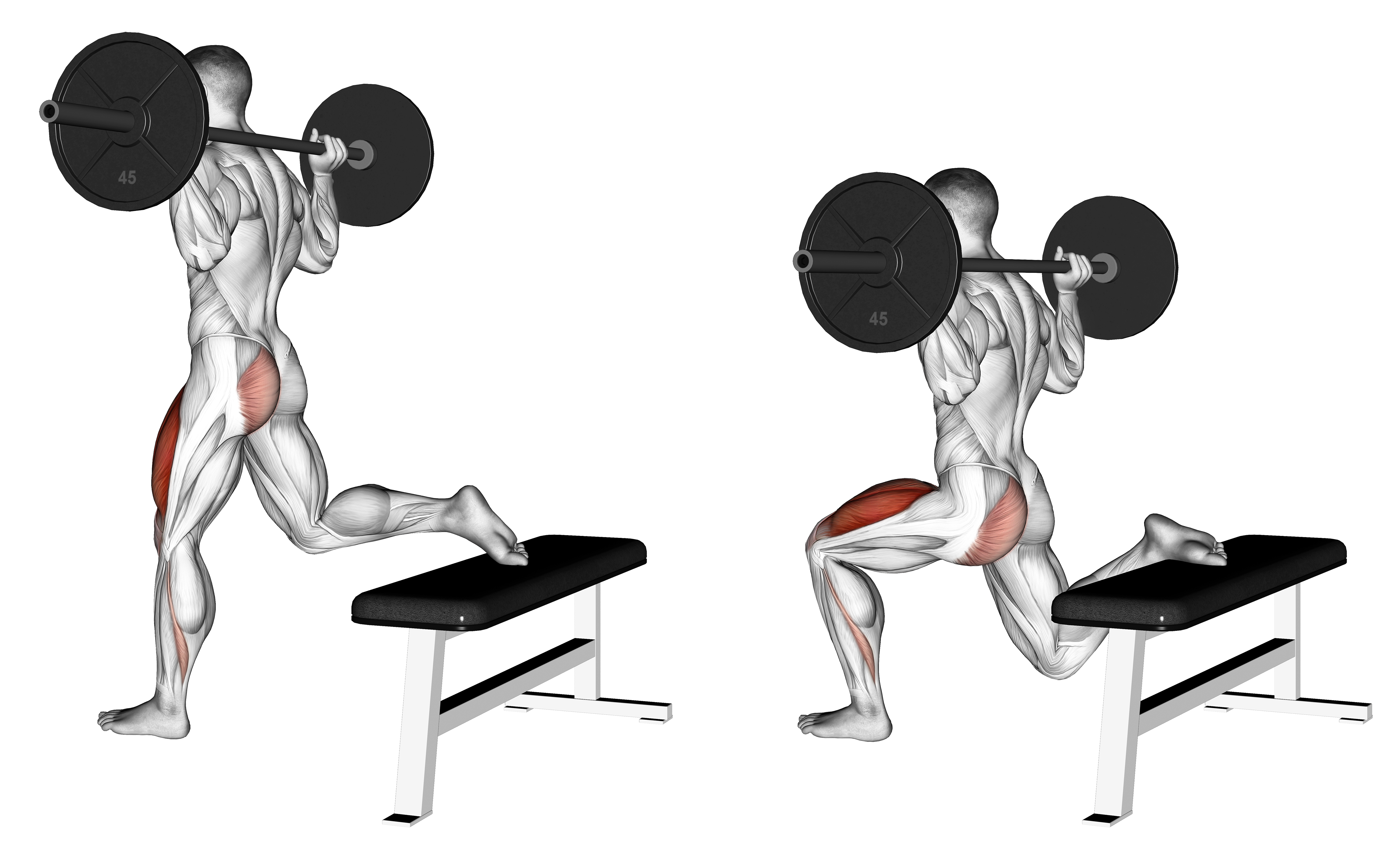Barbell One Leg Squat