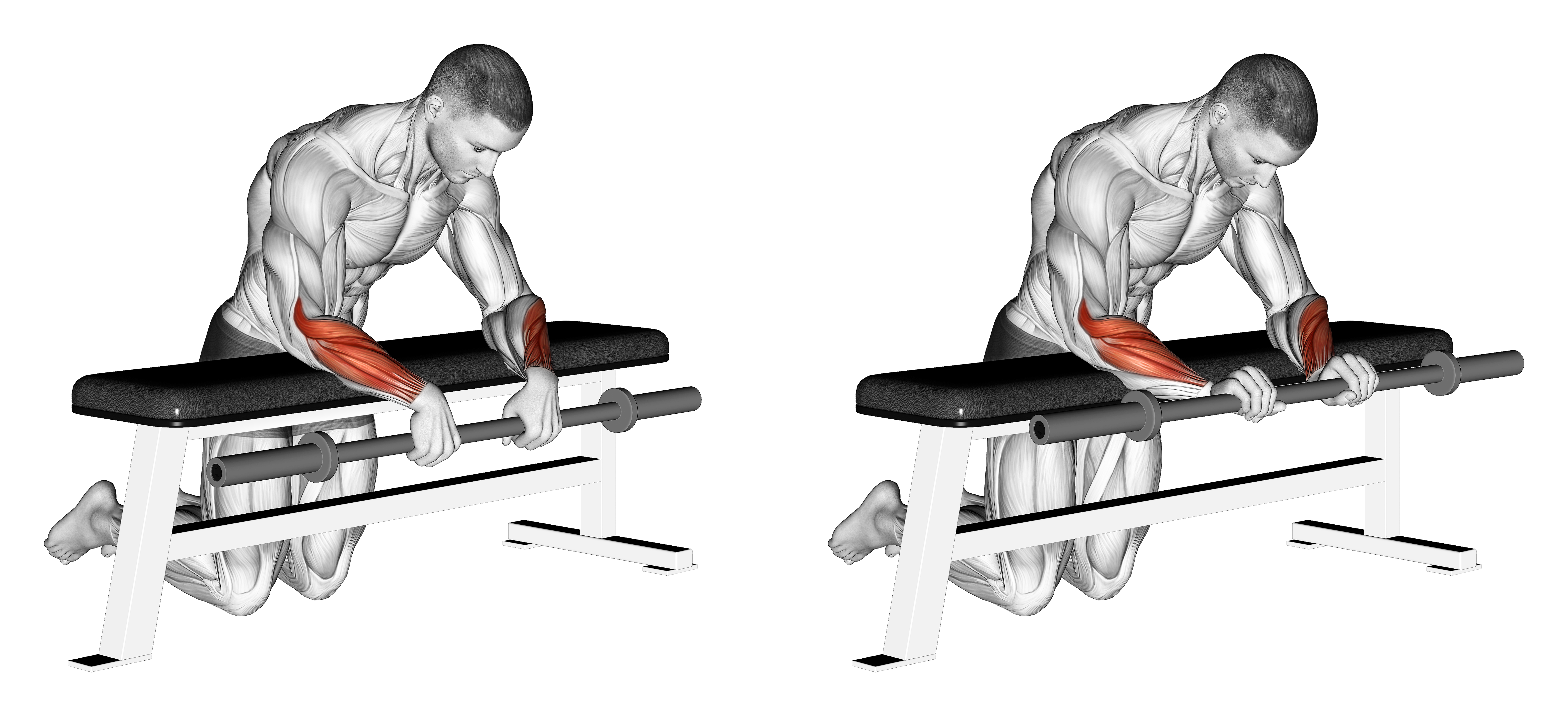 Barbell Palms Down Wrist Curl Over A Bench