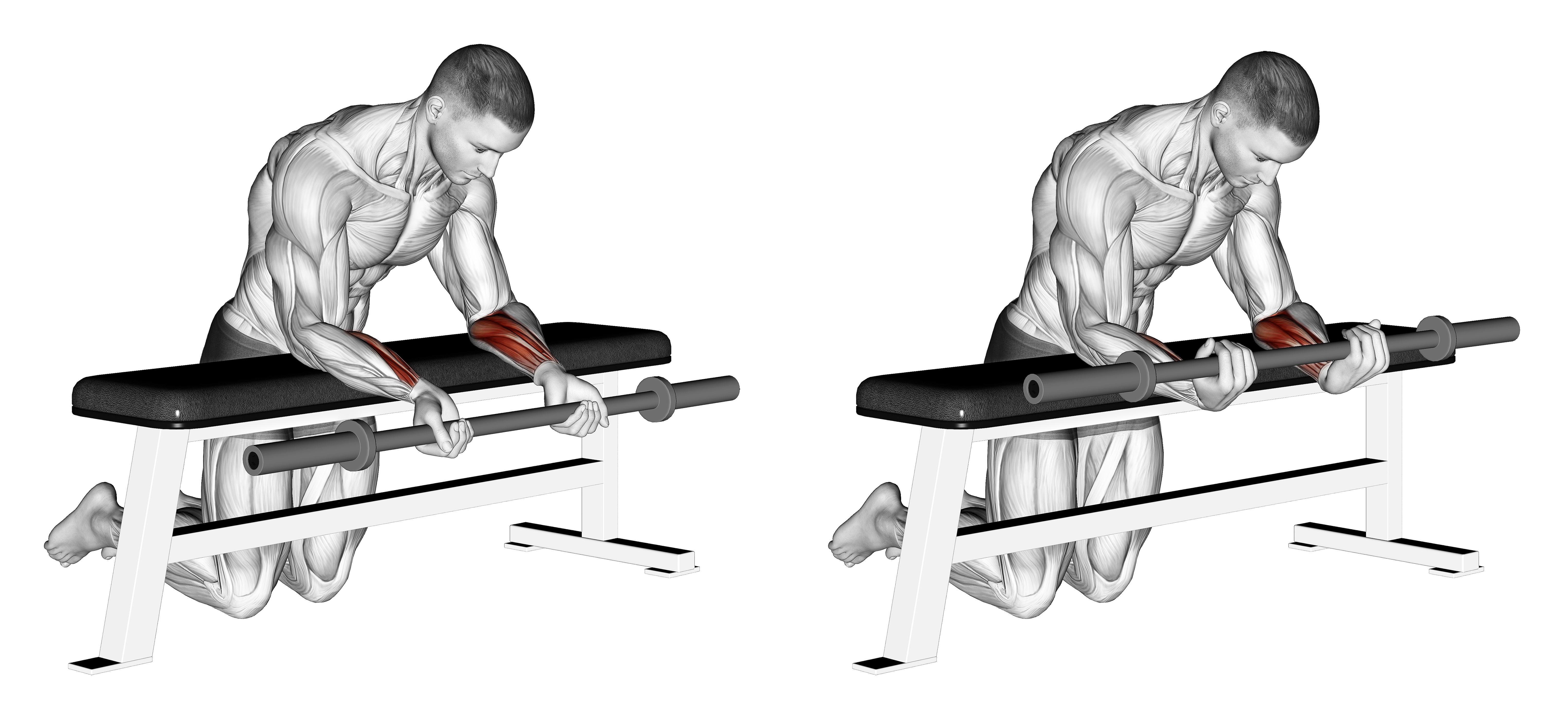 Barbell Palms Up Wrist Curl Over A Bench