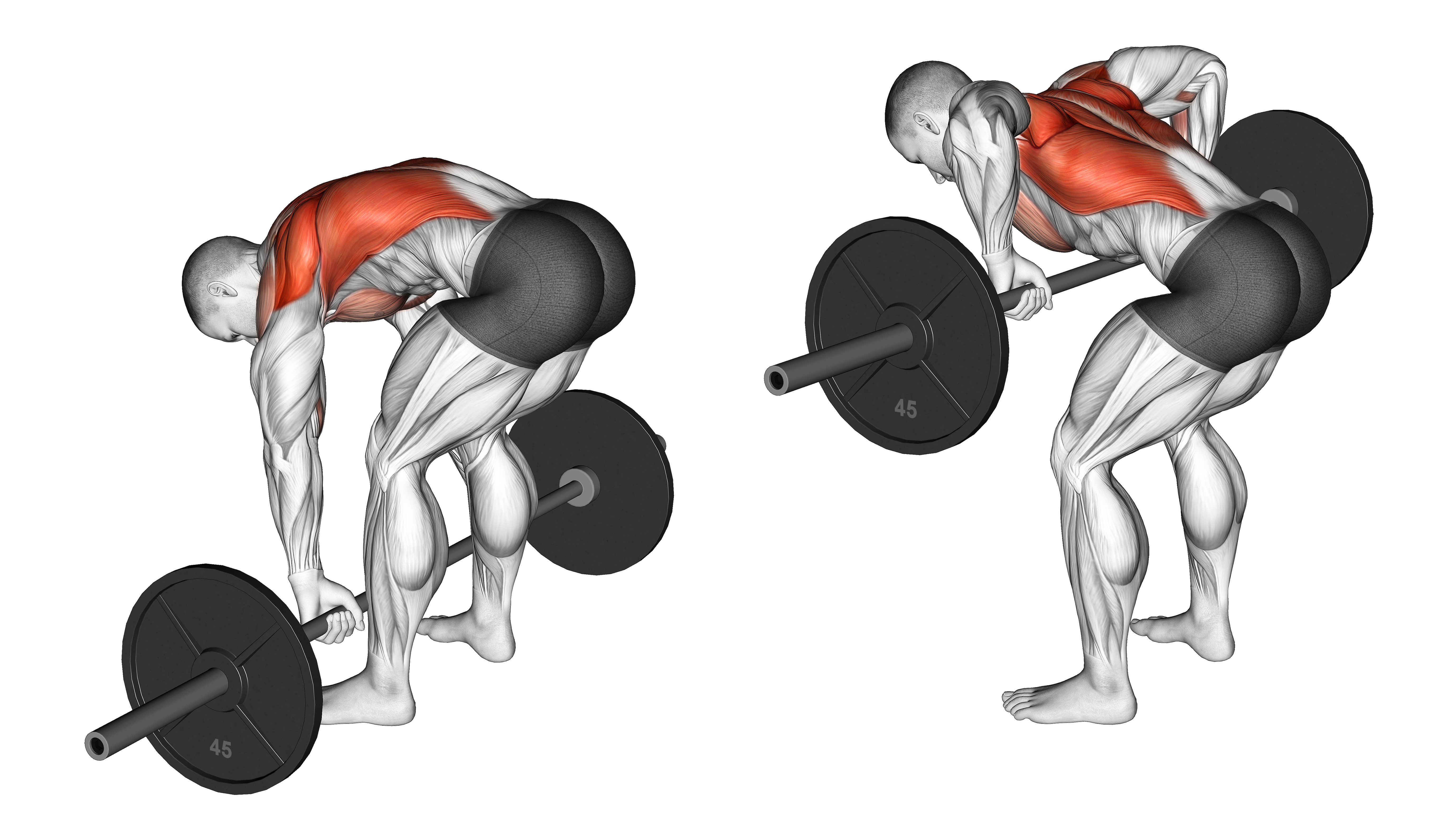 Barbell Pendlay Row