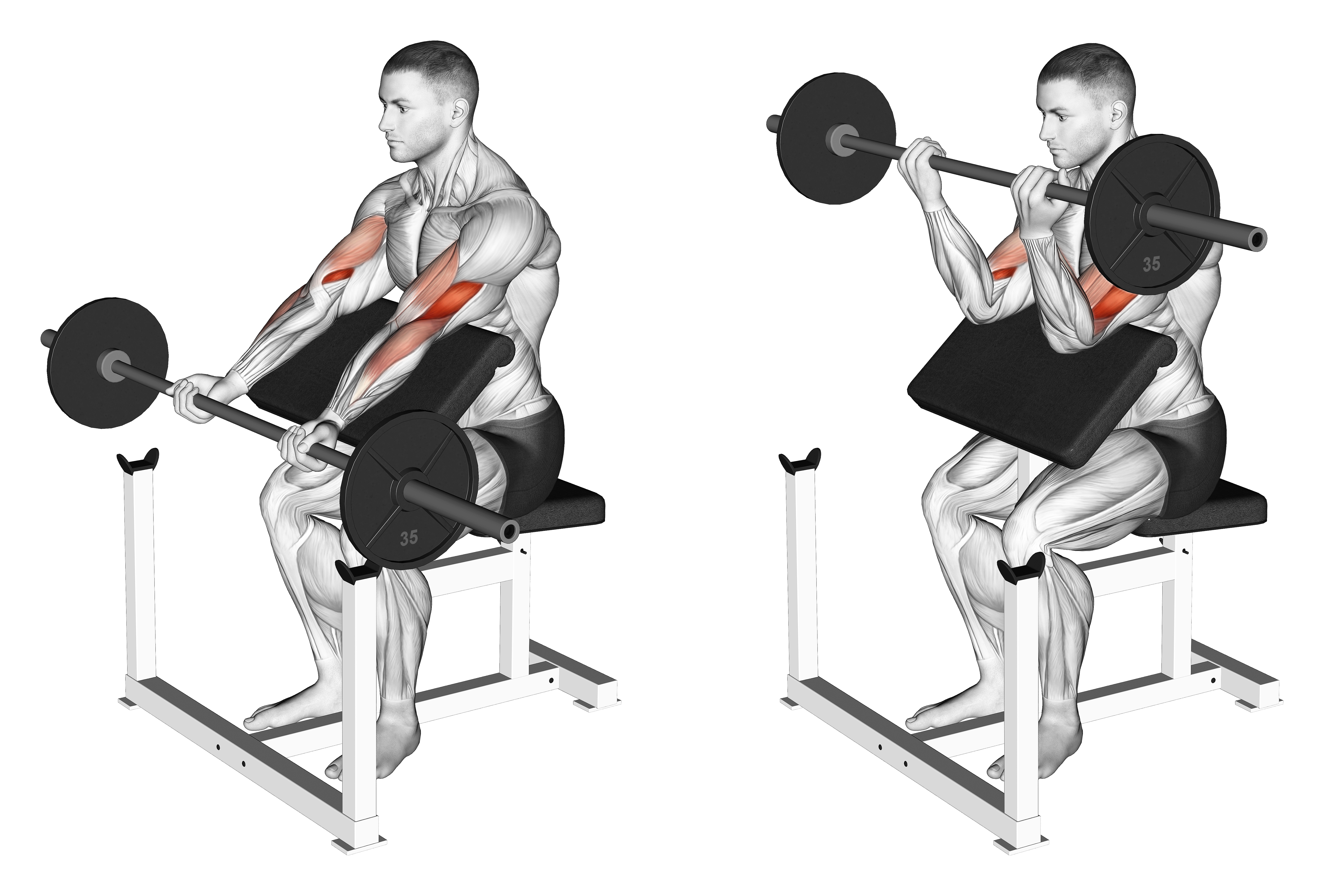 Barbell Preacher Curl