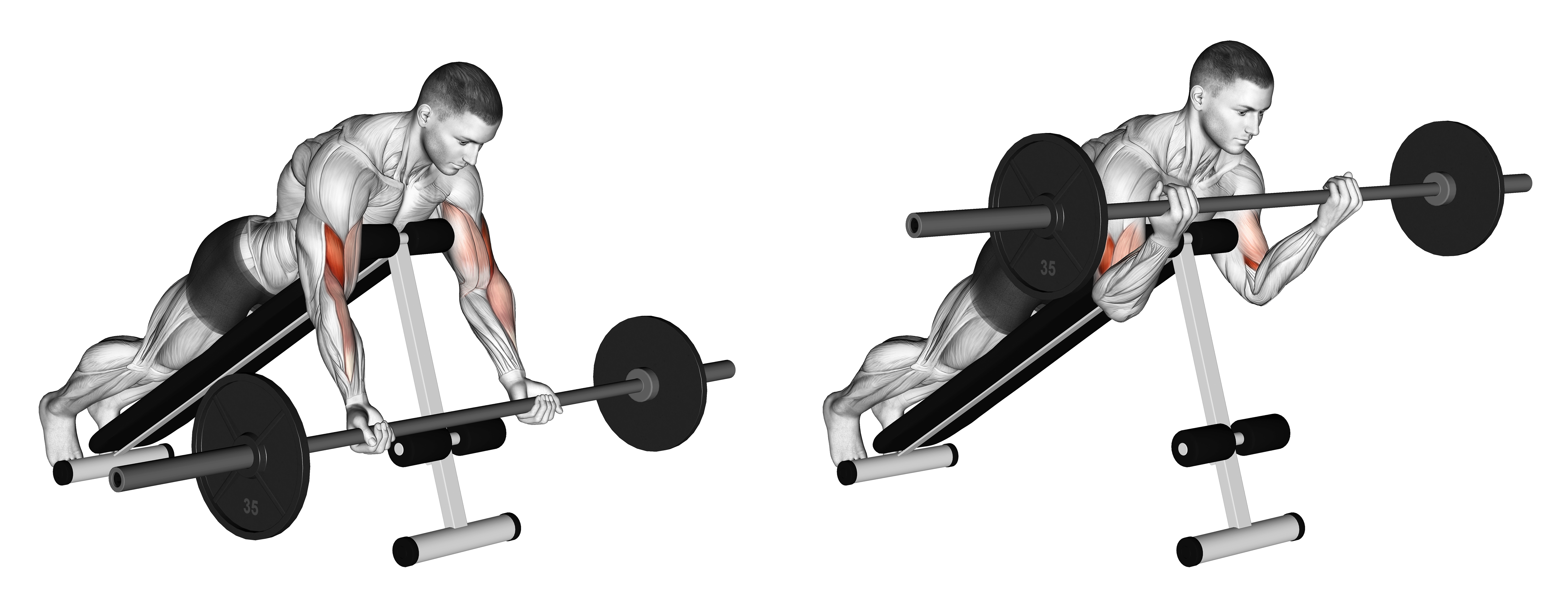 Barbell Prone Incline Curl