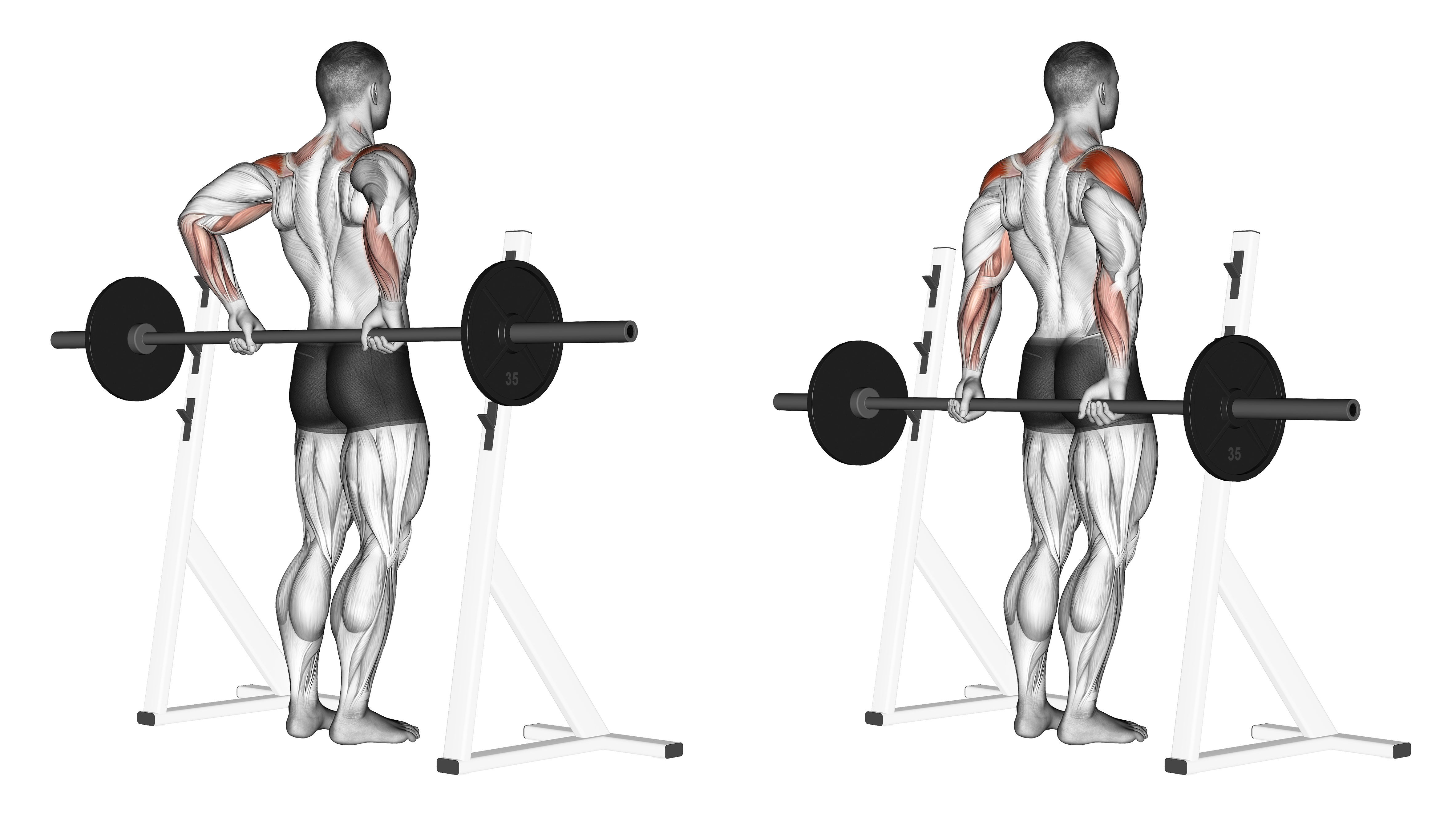 Barbell Rear Delt Raise