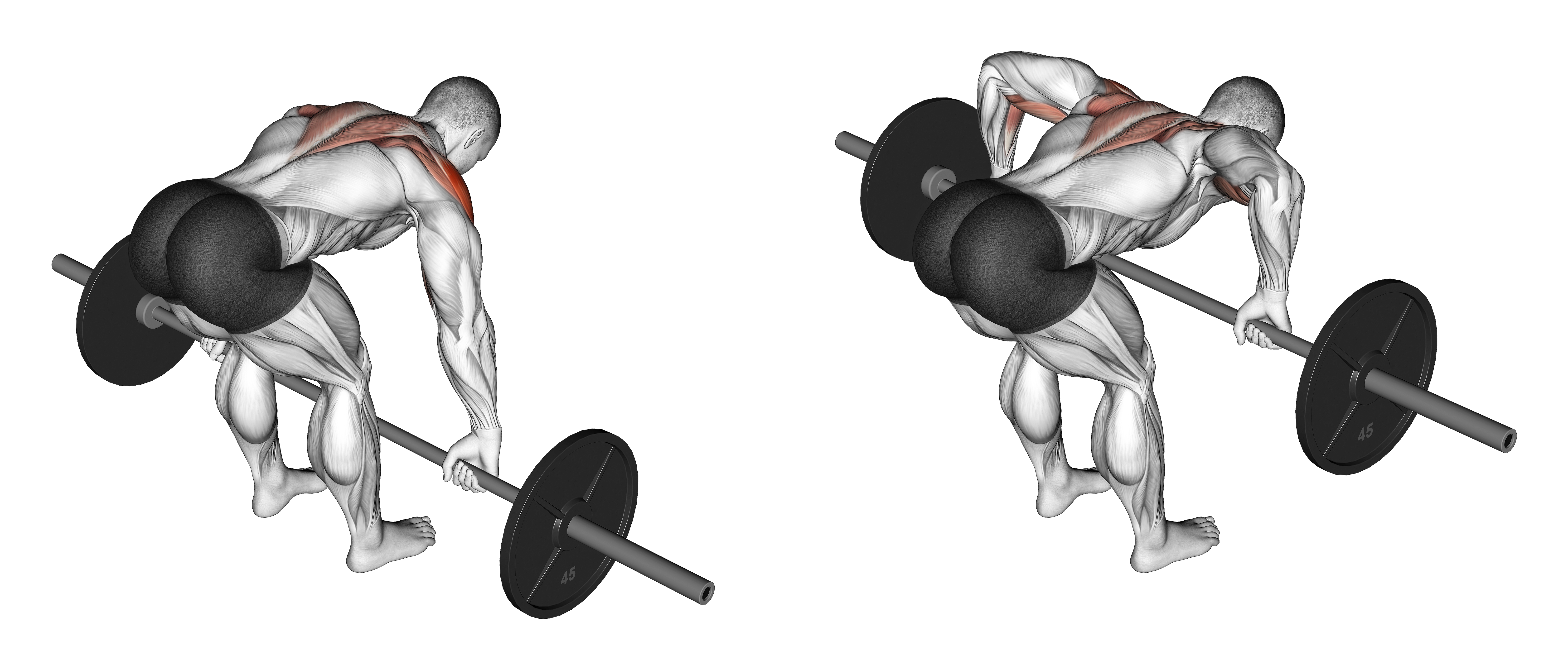 Barbell Rear Delt Row