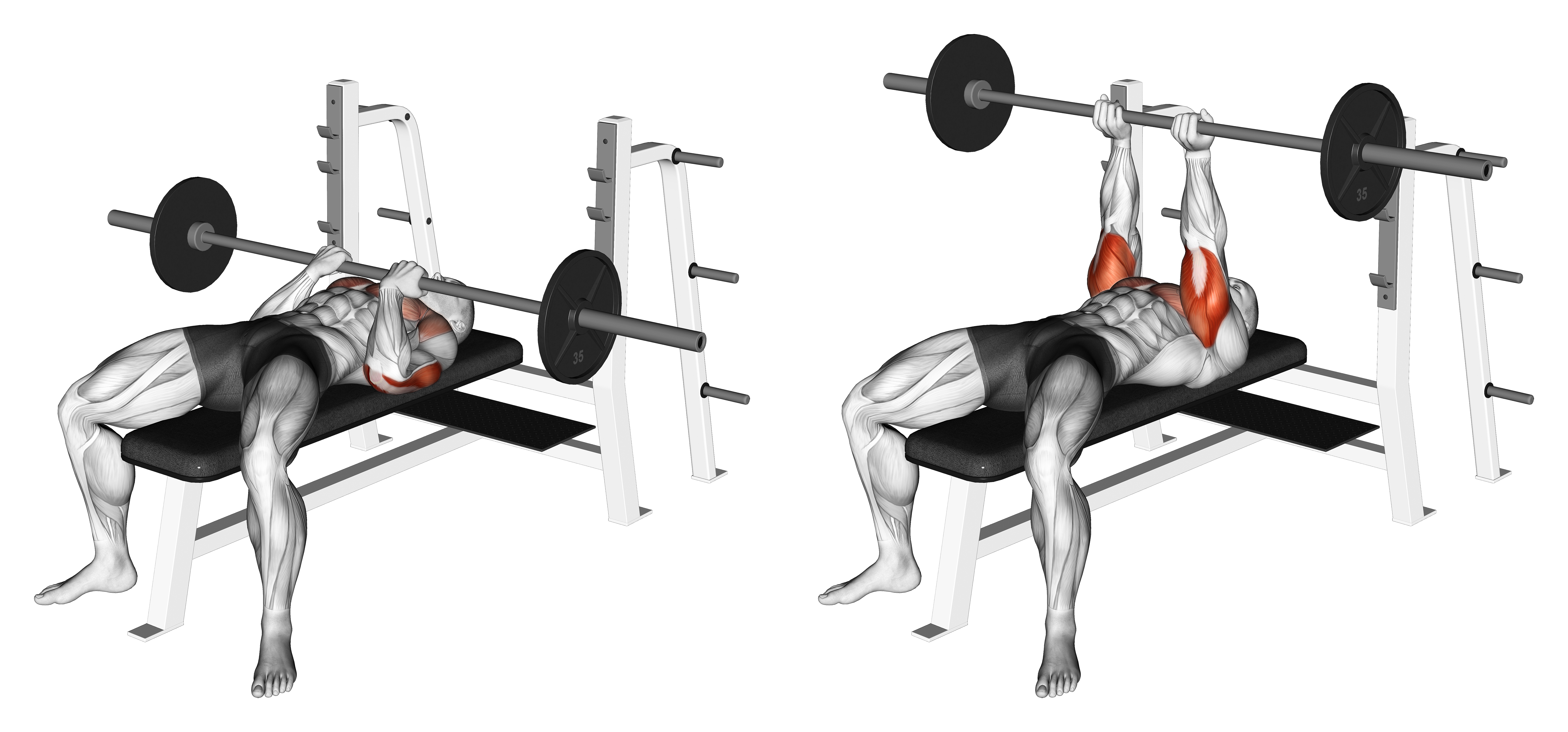 Barbell Reverse Close Grip Bench Press