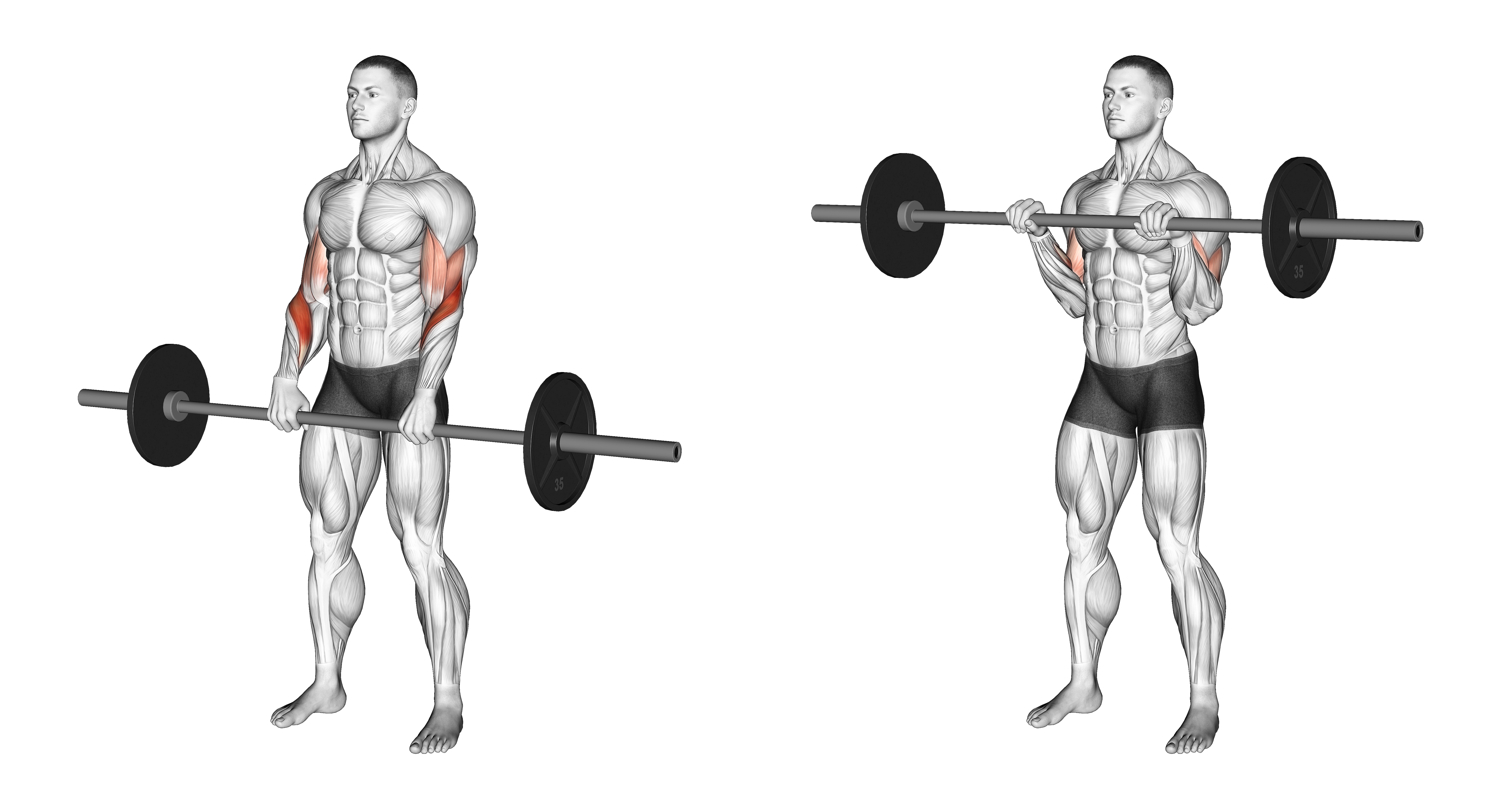 Barbell Reverse Curl