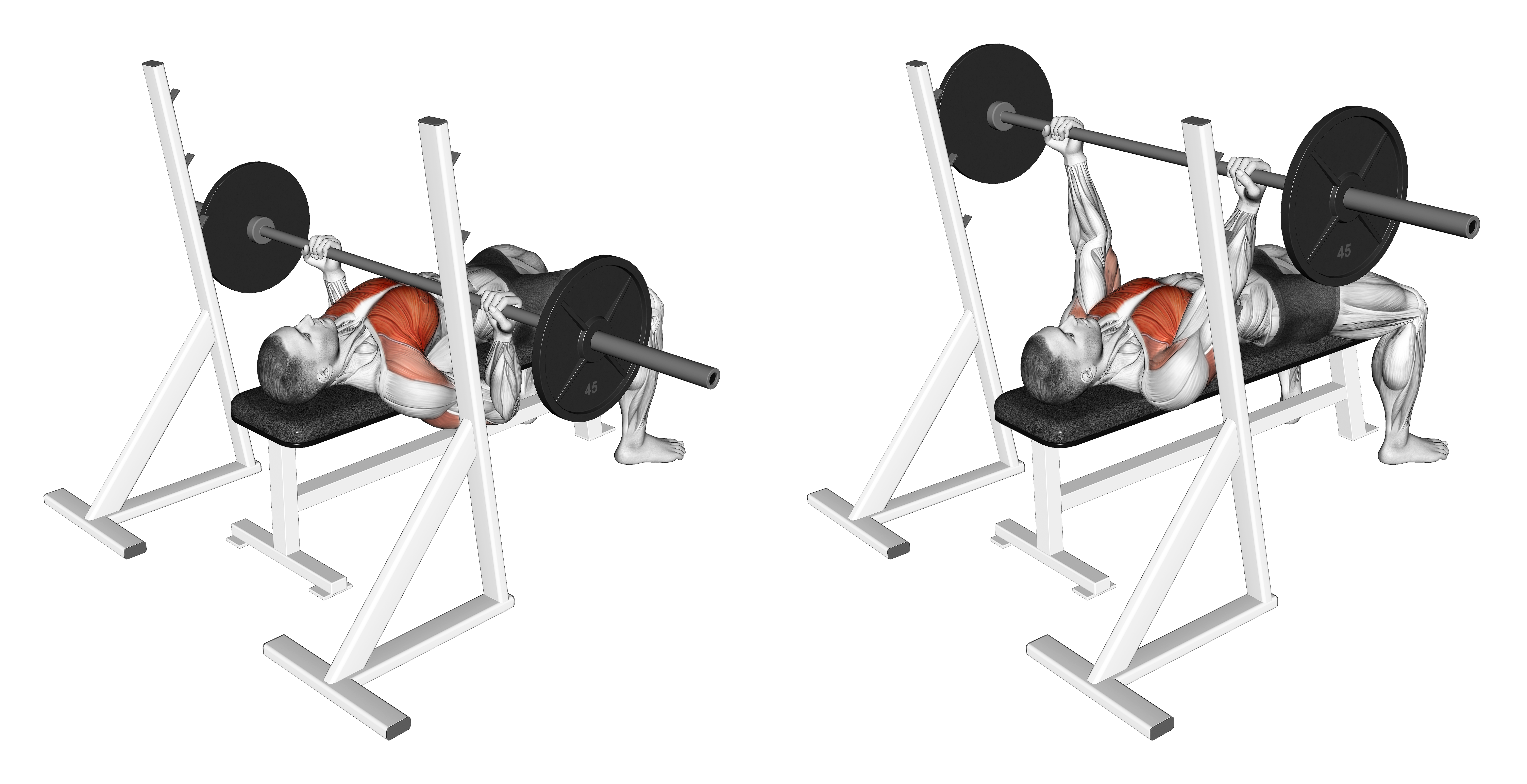 Barbell Reverse Grip Bench Press