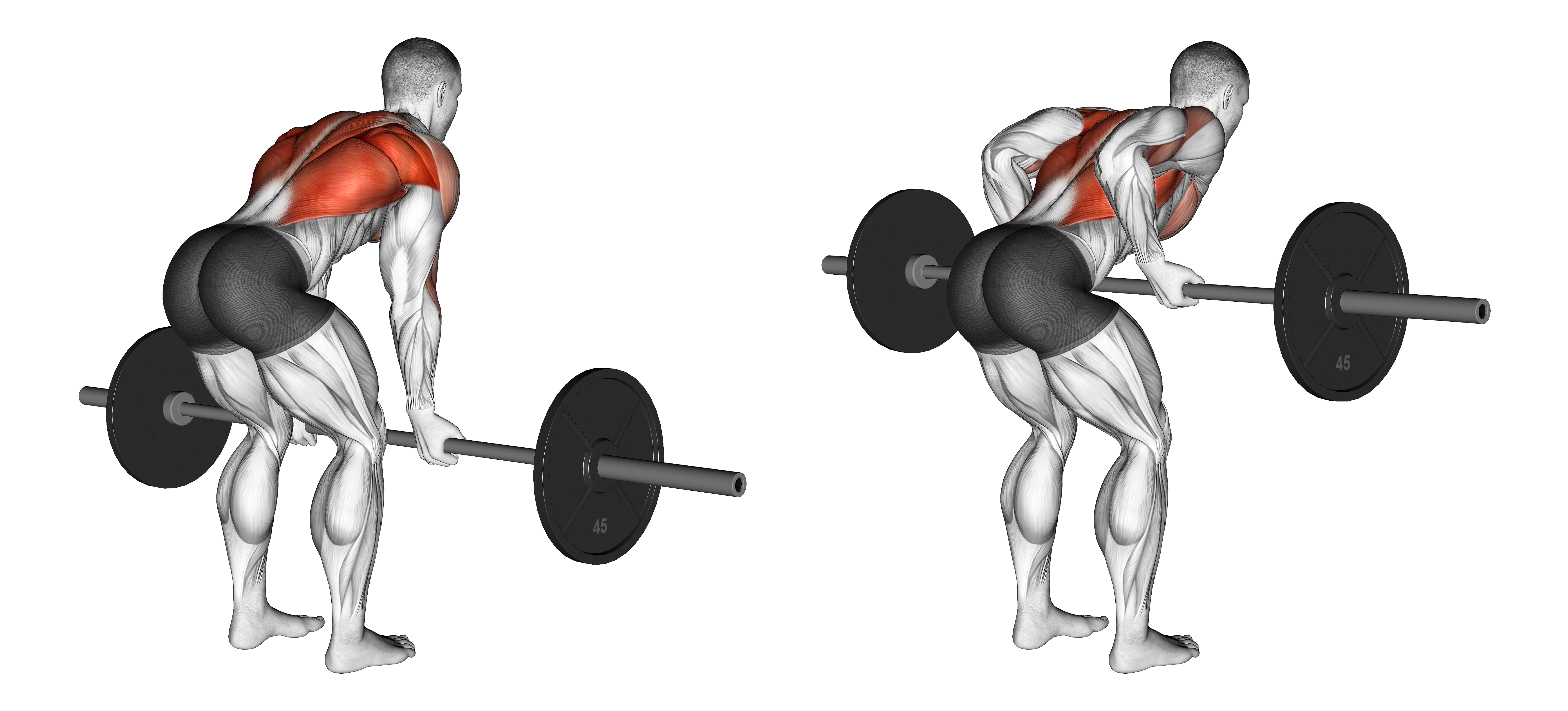 Barbell Reverse Grip Bent Over Row