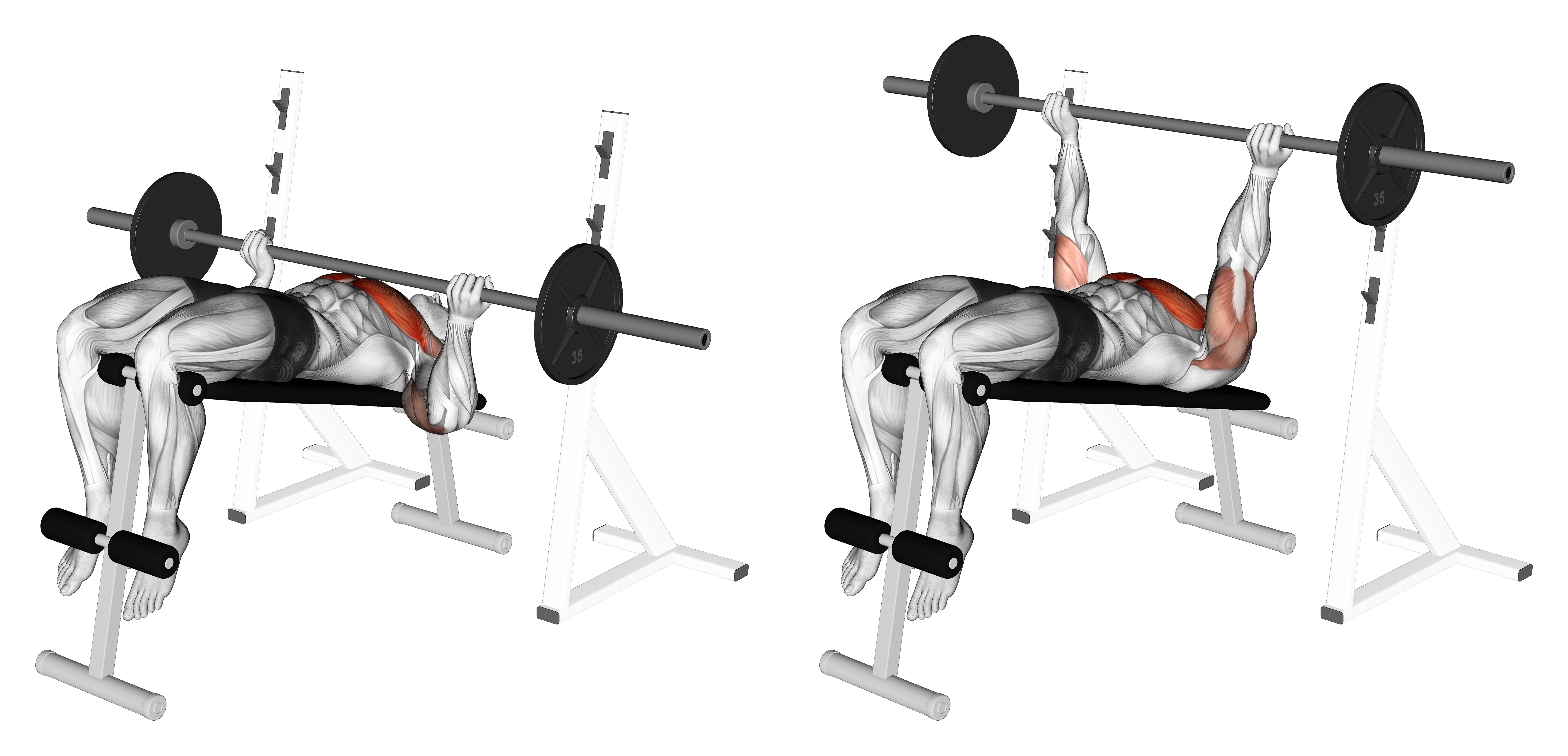 Barbell Reverse Grip Decline Bench Press