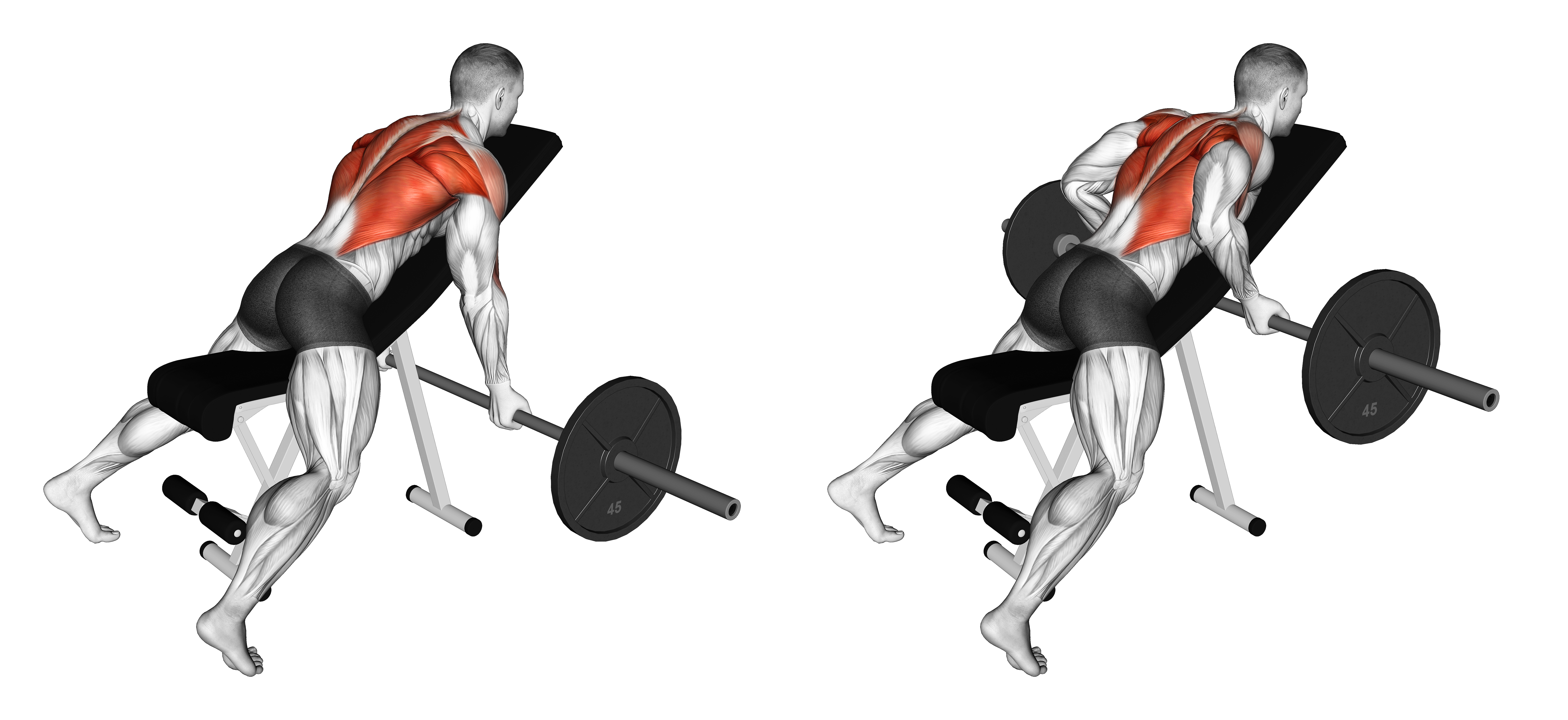 Barbell Reverse Grip Incline Bench Row