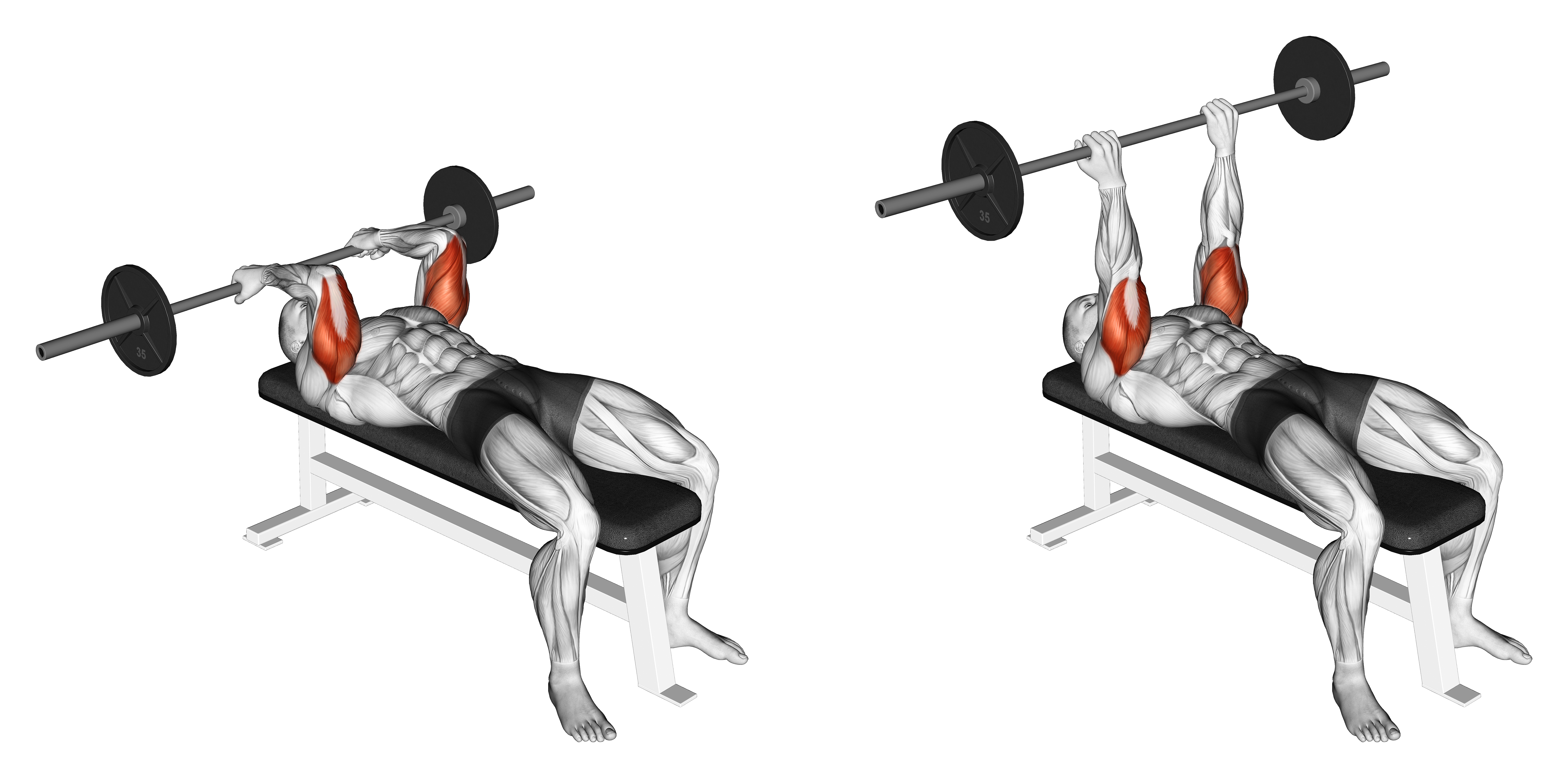 Barbell Reverse Grip Skullcrusher