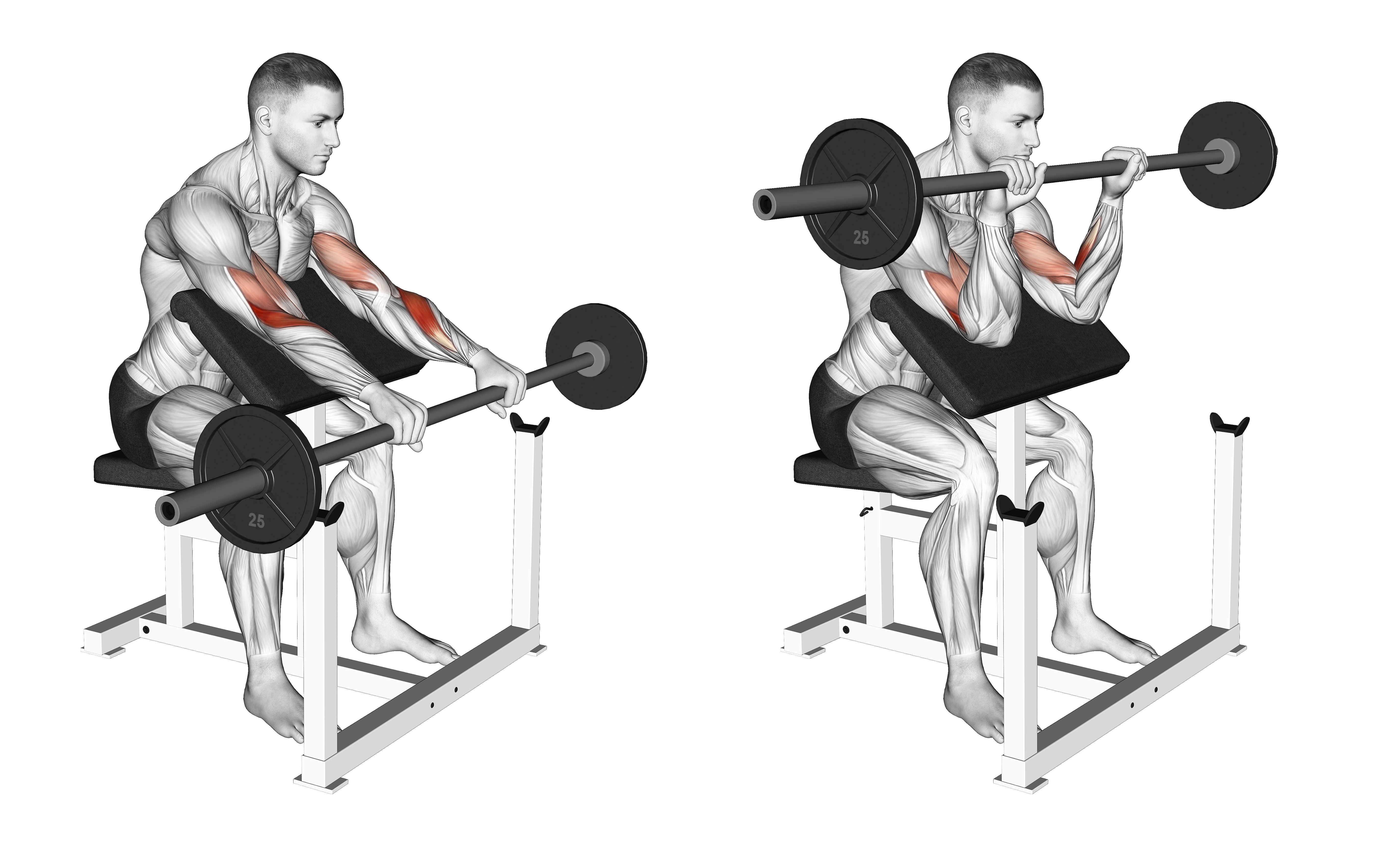 Barbell Reverse Preacher Curl