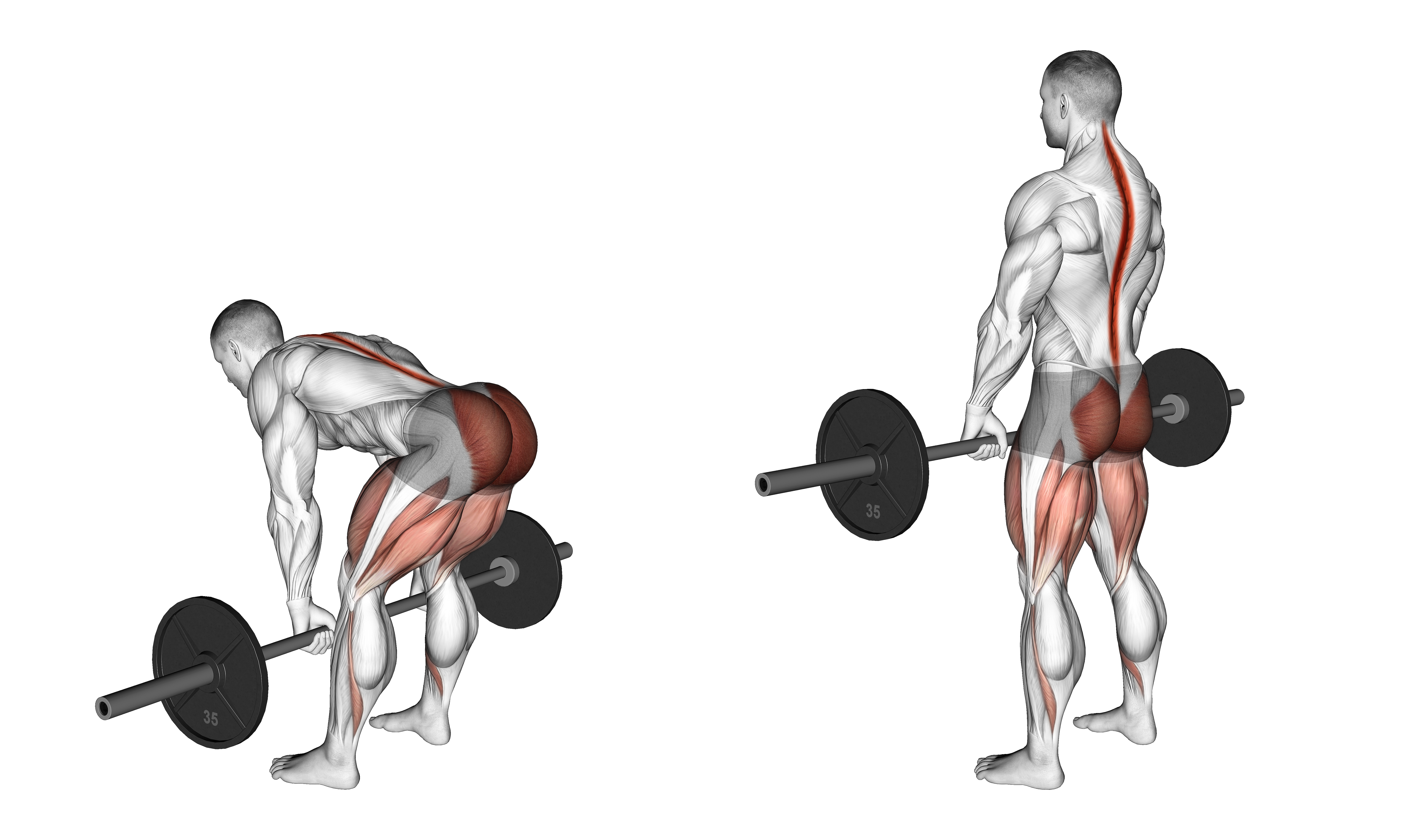 Barbell Romanian Deadlift