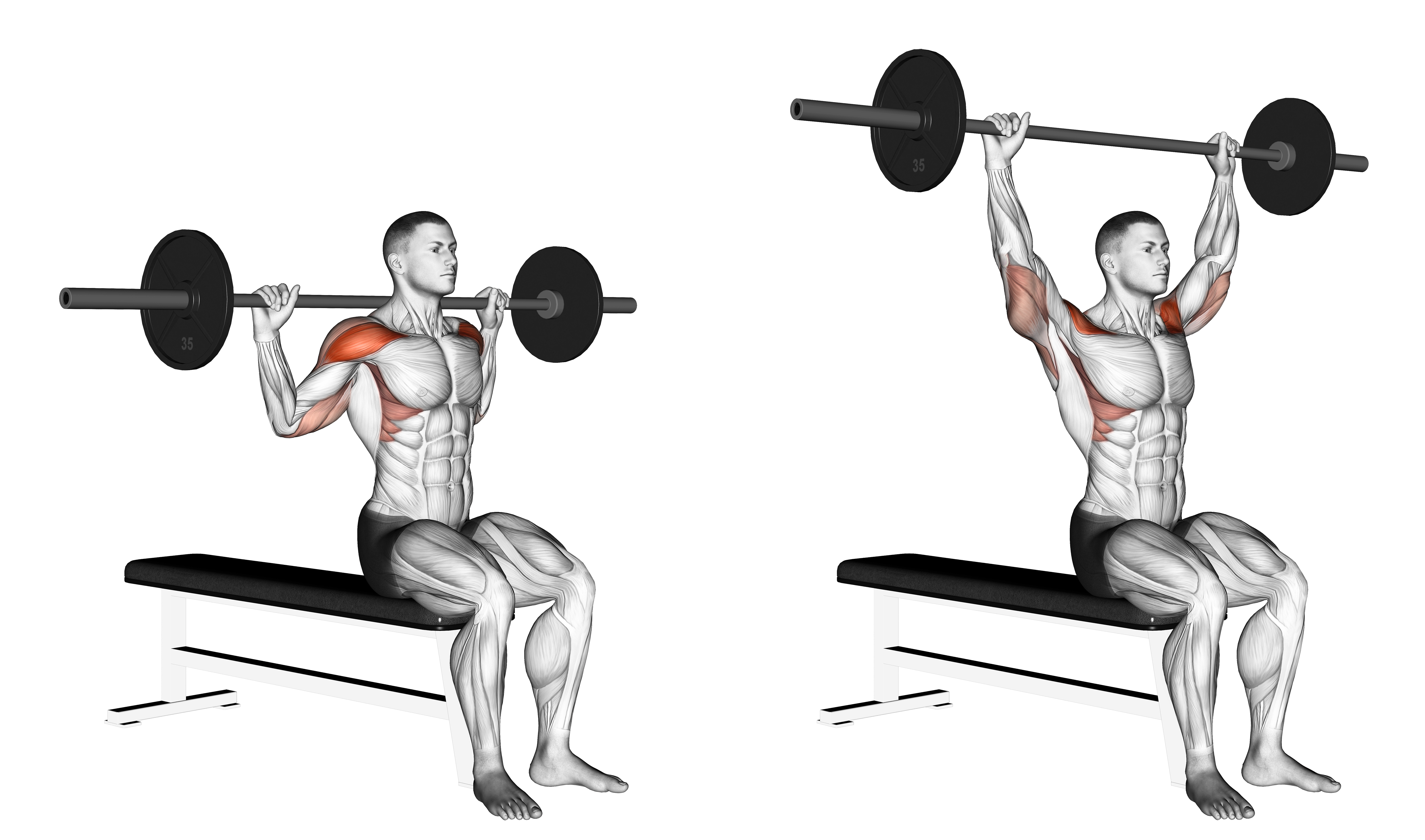 Barbell Seated Behind Head Military Press