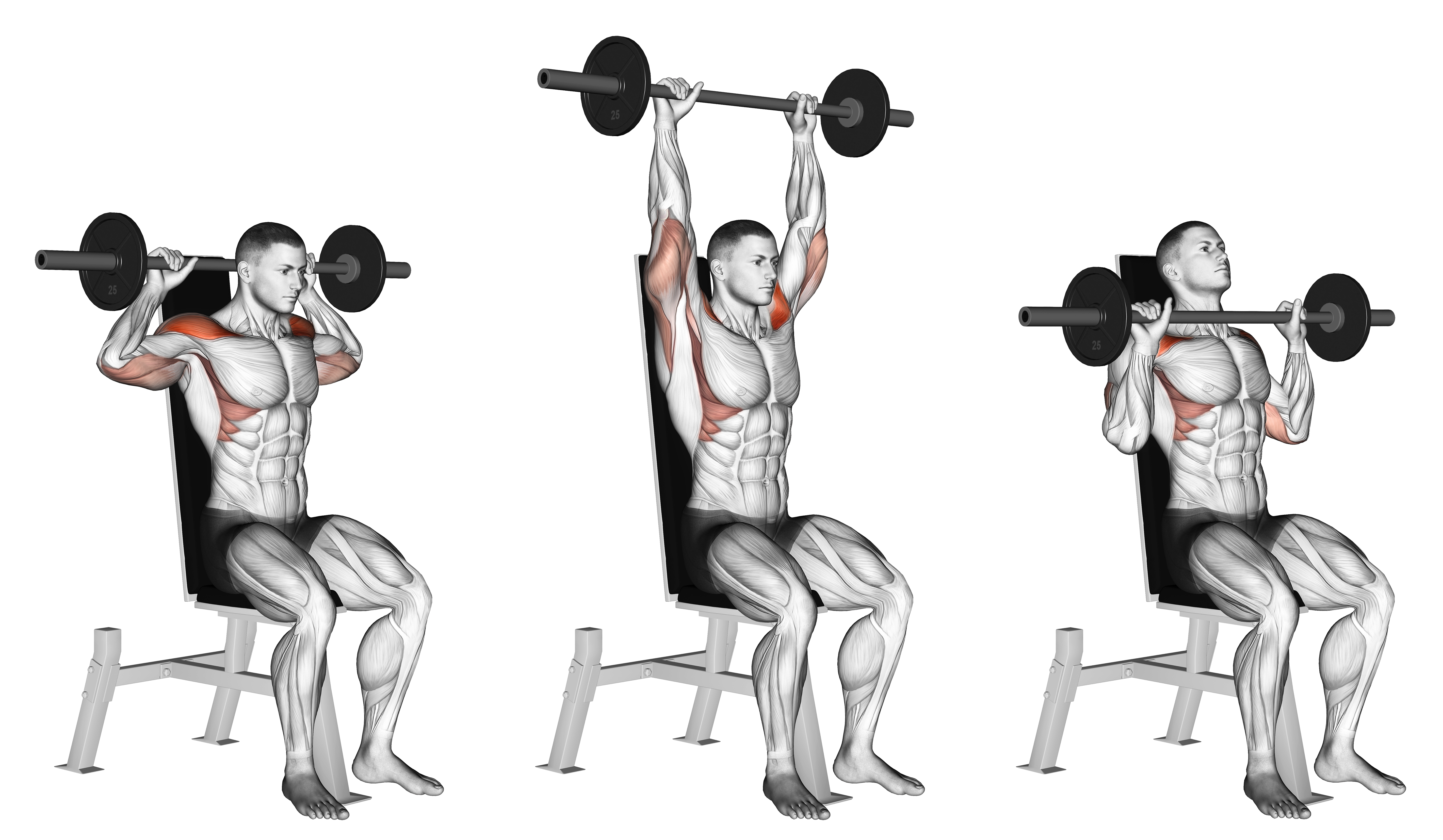 Barbell Seated Bradford Rocky Press