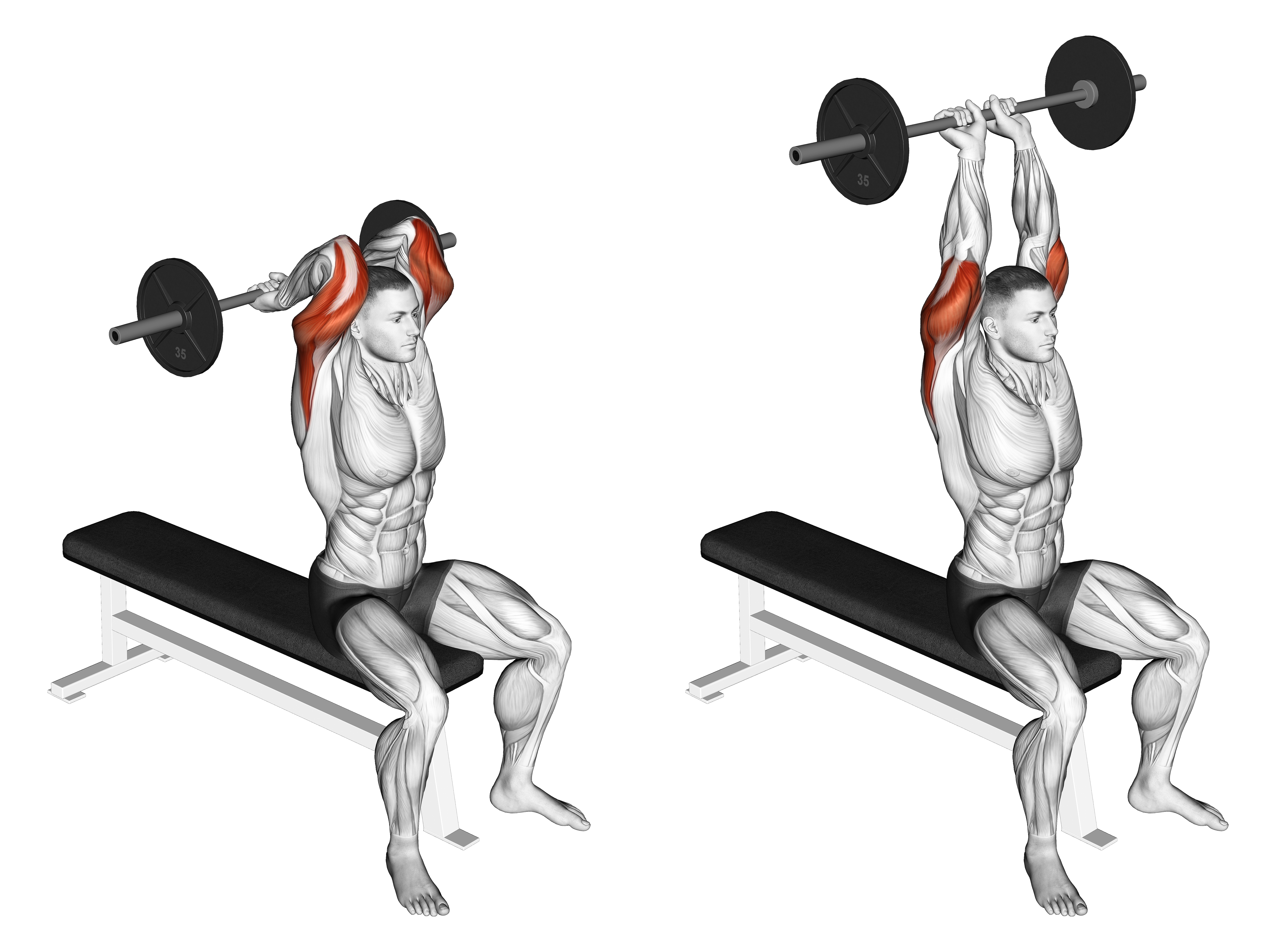 Barbell Seated Close Grip Behind Neck Triceps Extension
