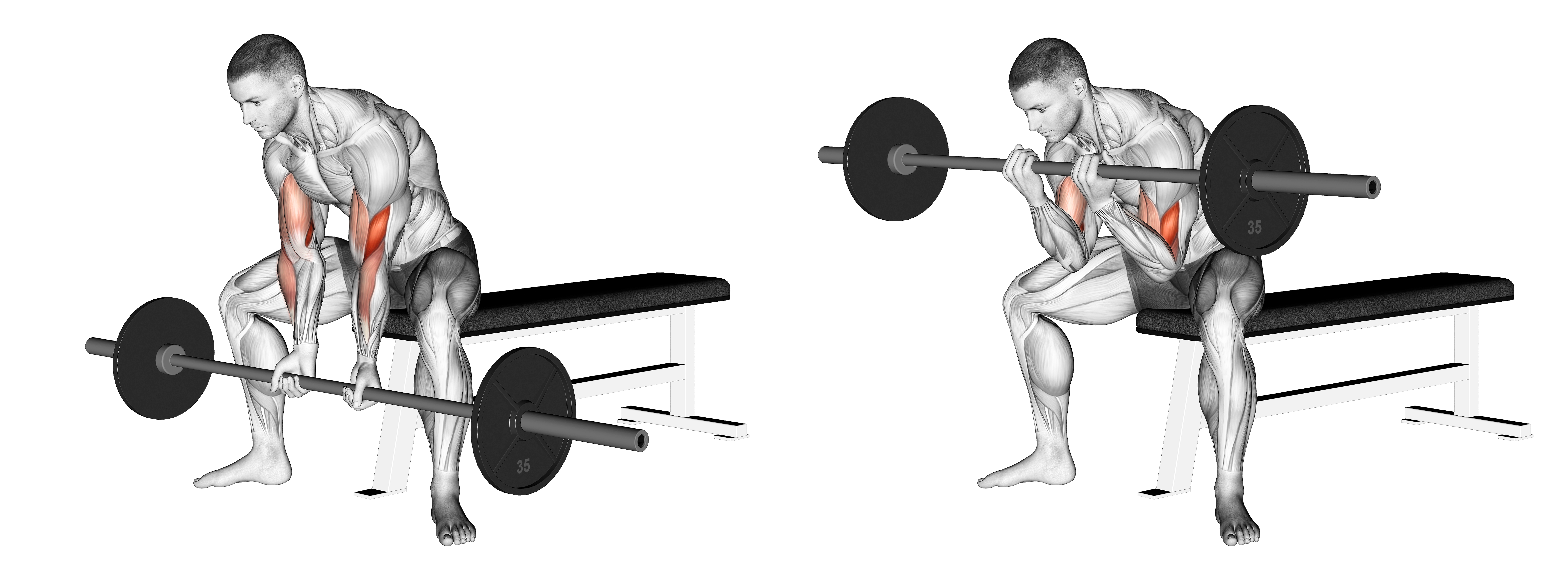 Barbell Seated Close Grip Concentration Curl
