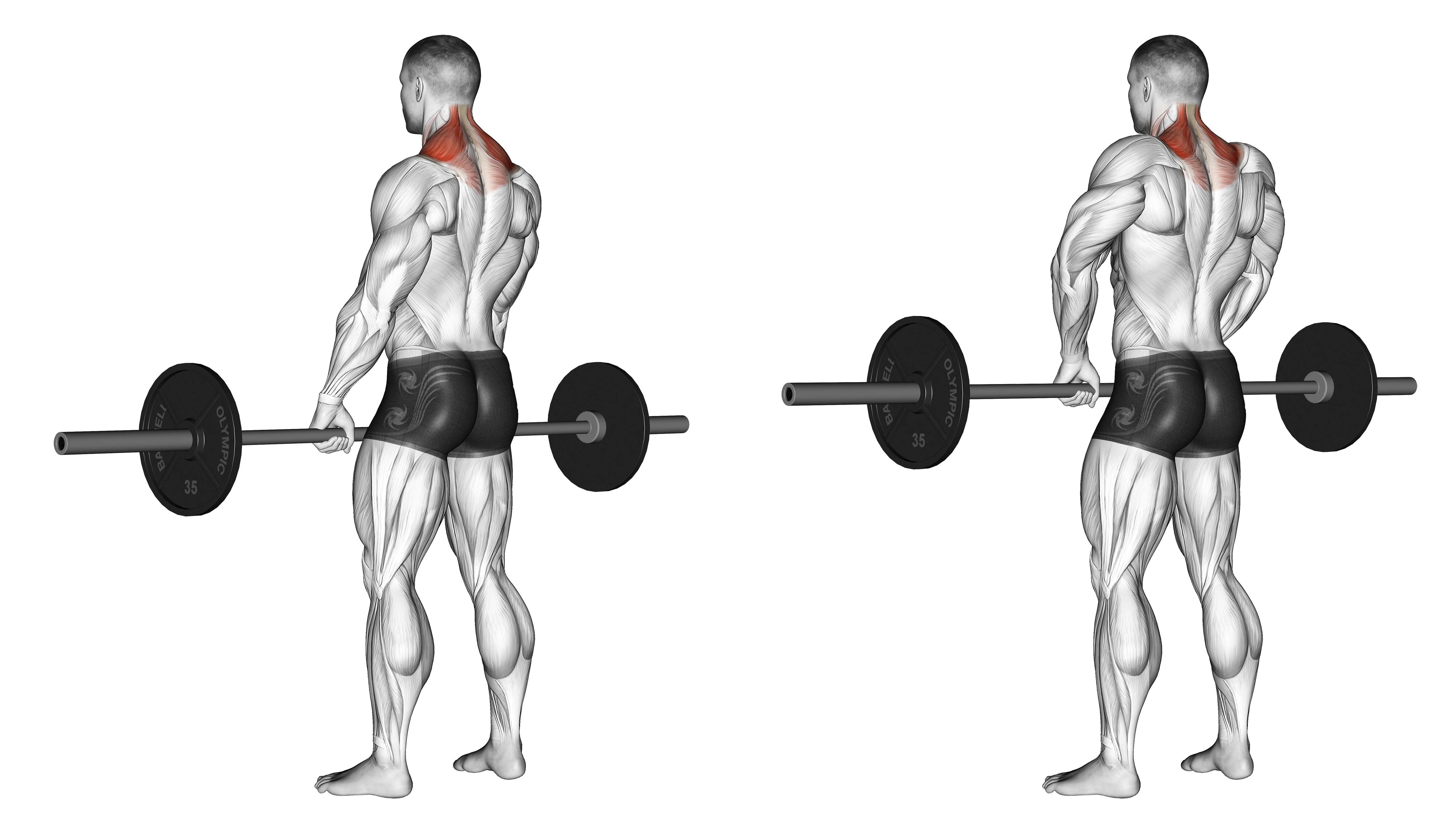 Barbell Shrug