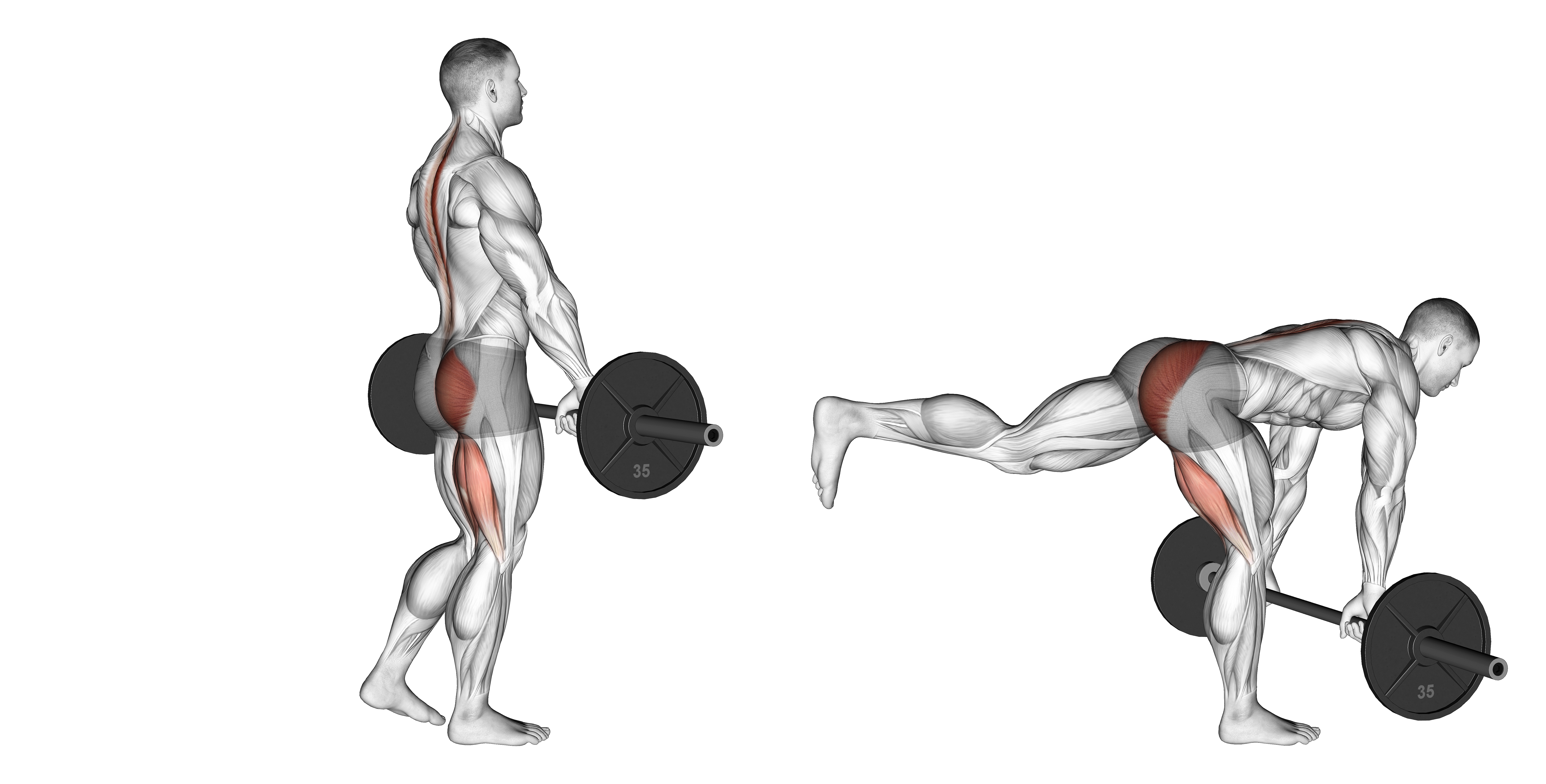 Barbell Single Leg Deadlift