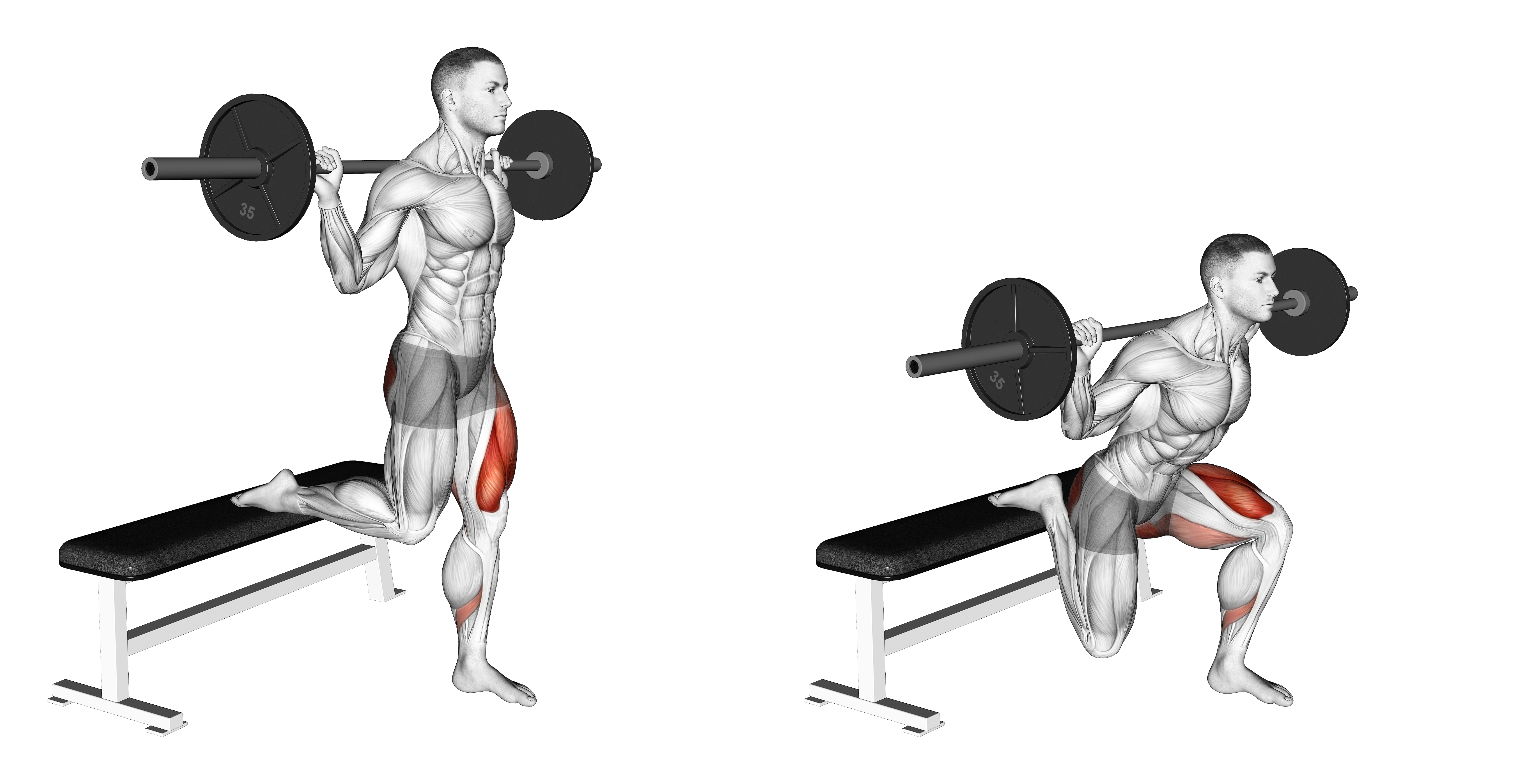 Barbell Single Leg Split Squat