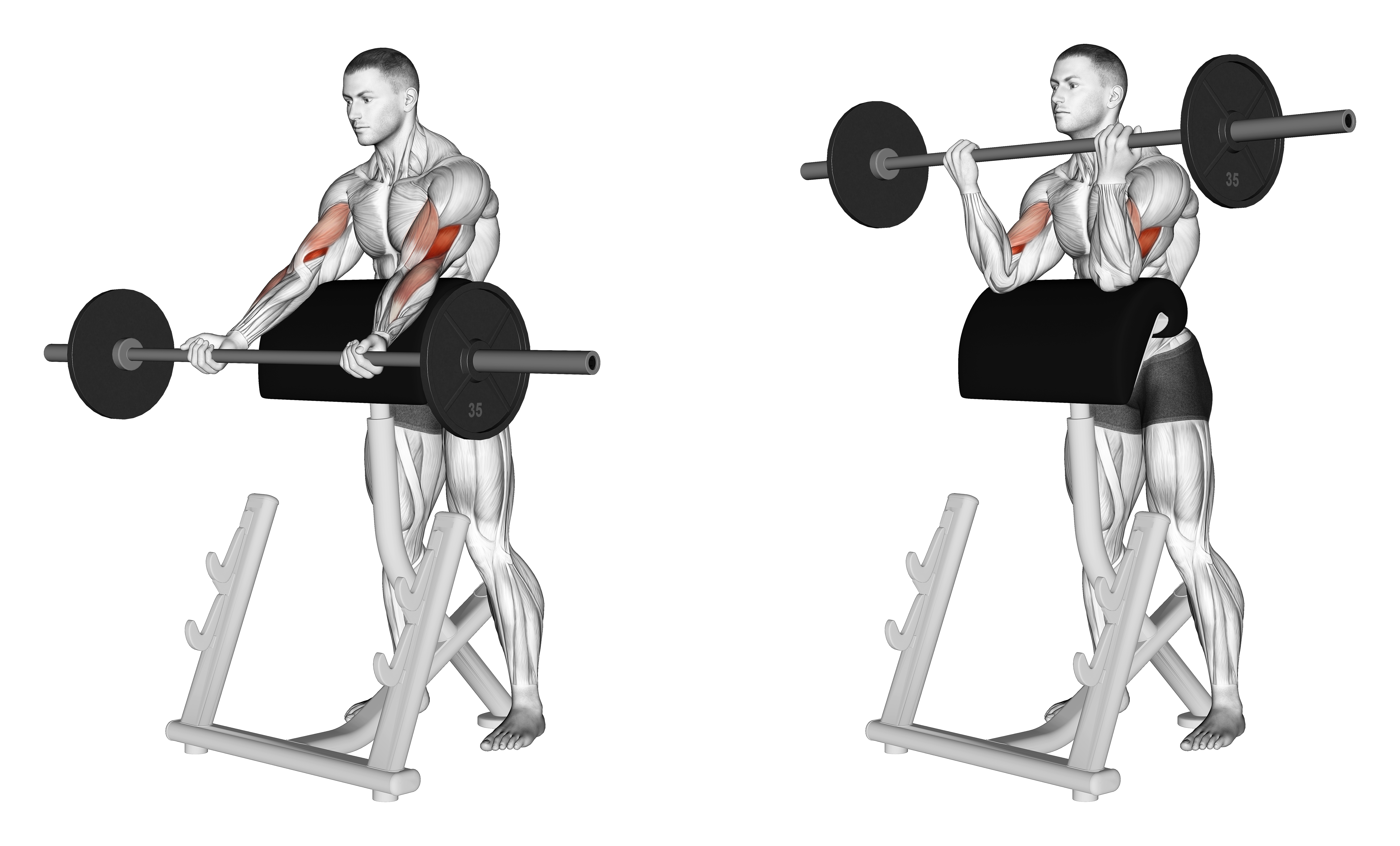 Barbell Spider Curl