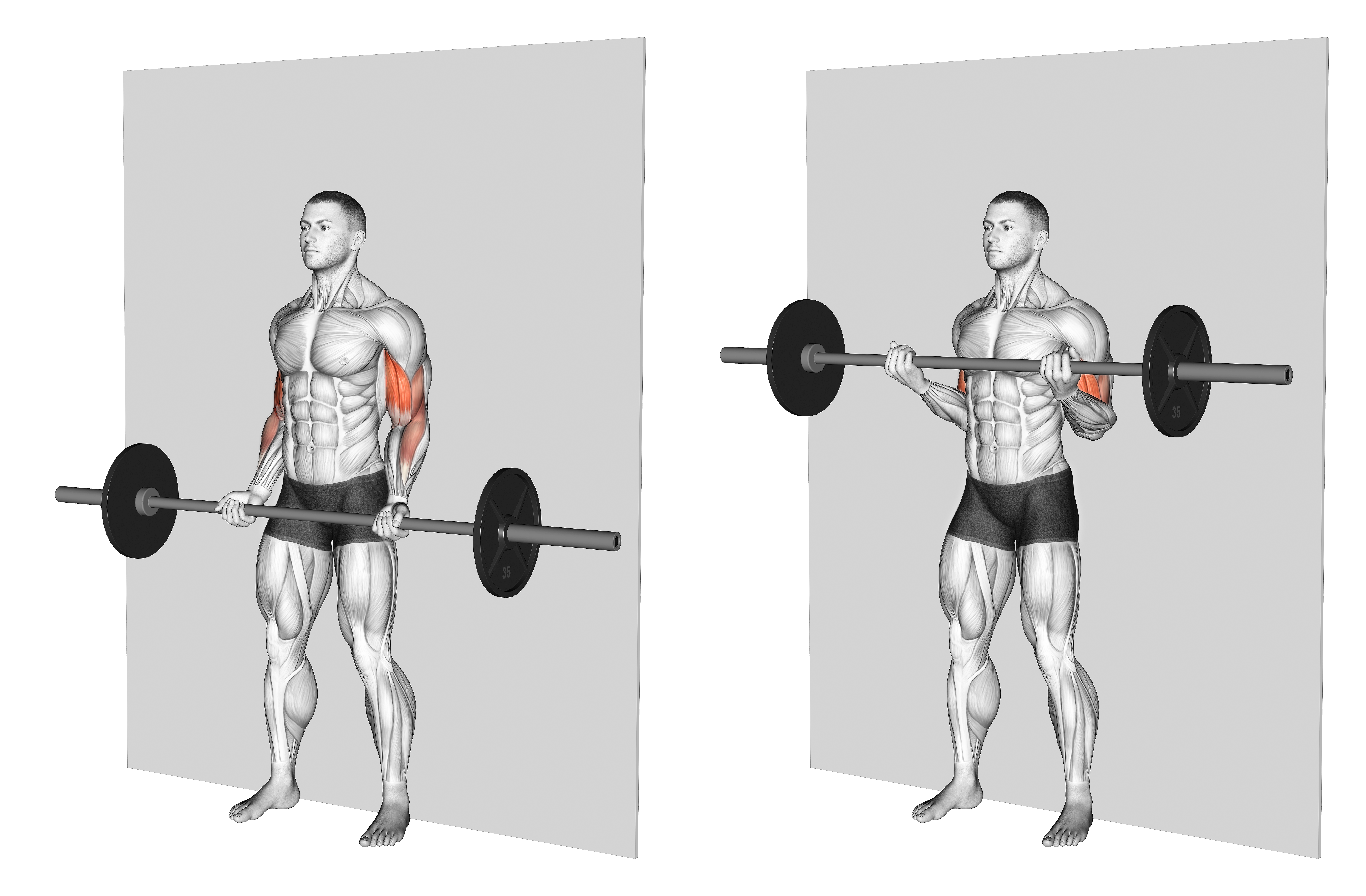 Barbell Srtict Curl