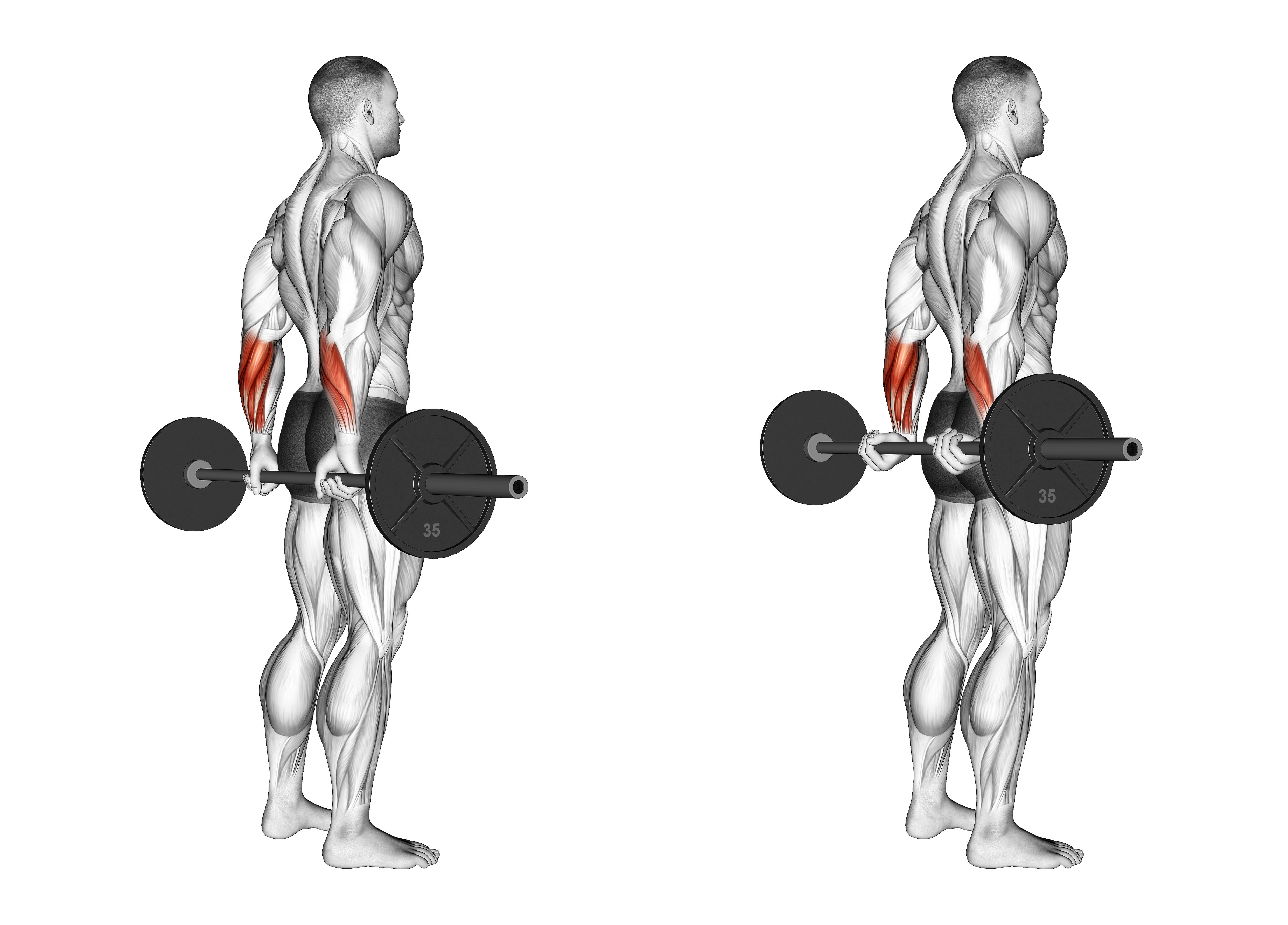 Barbell Standing Back Wrist Curl