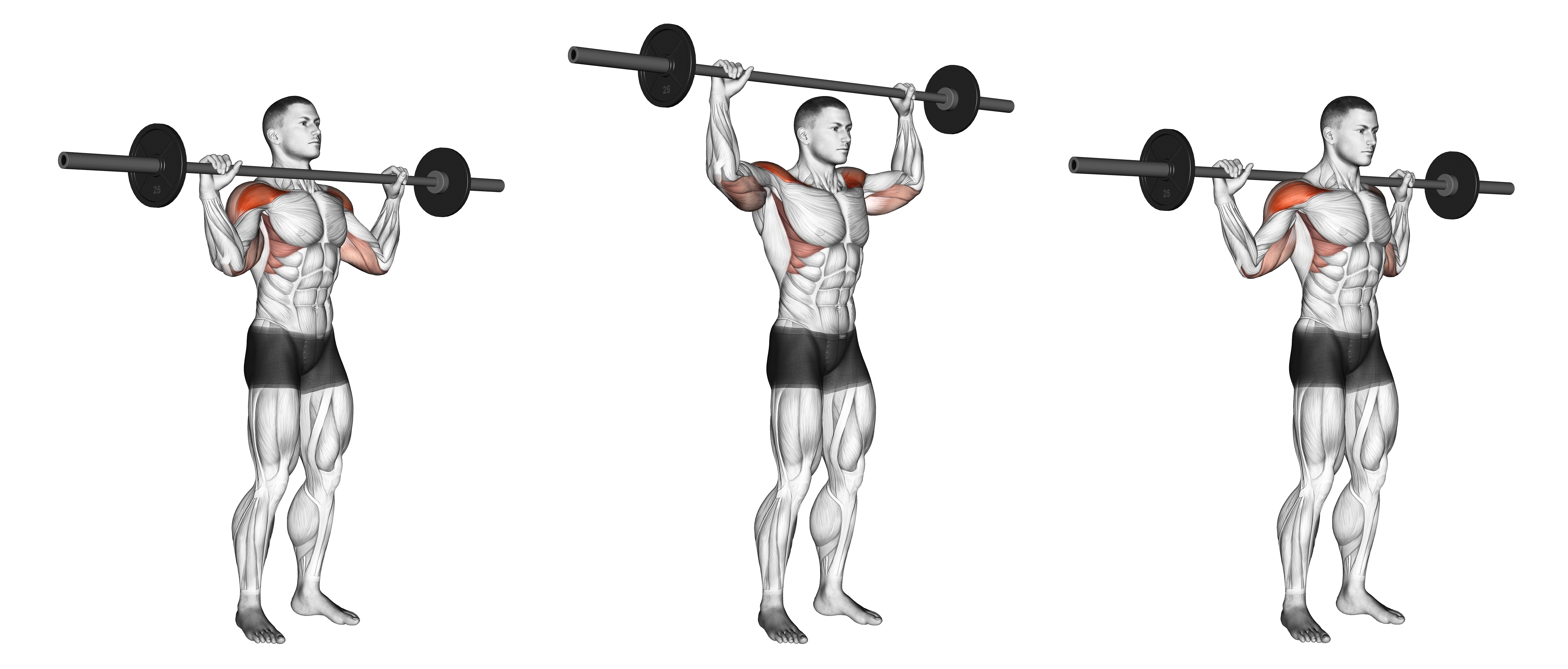 Barbell Standing Bradford Press