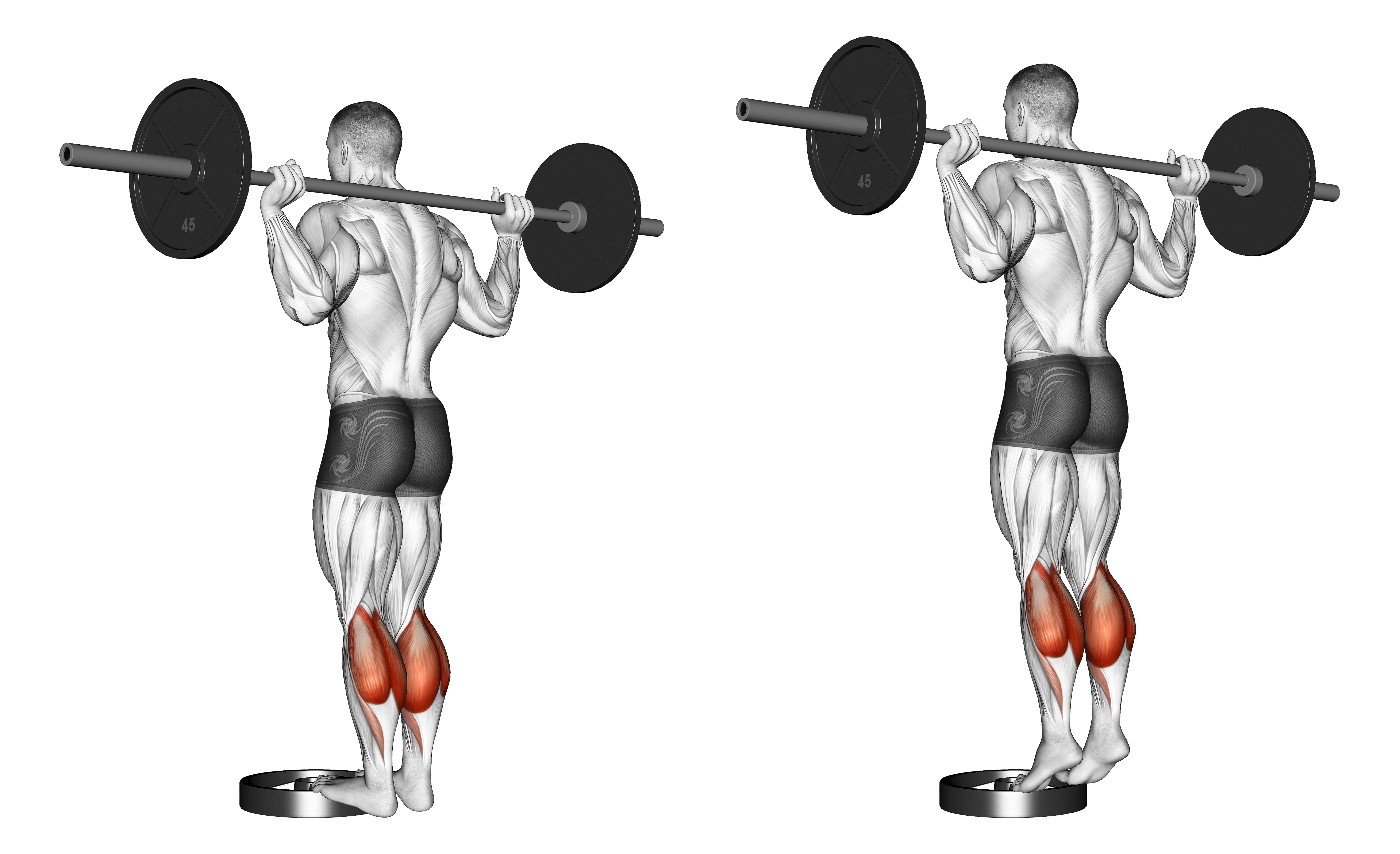 Barbell Standing Calf Raise