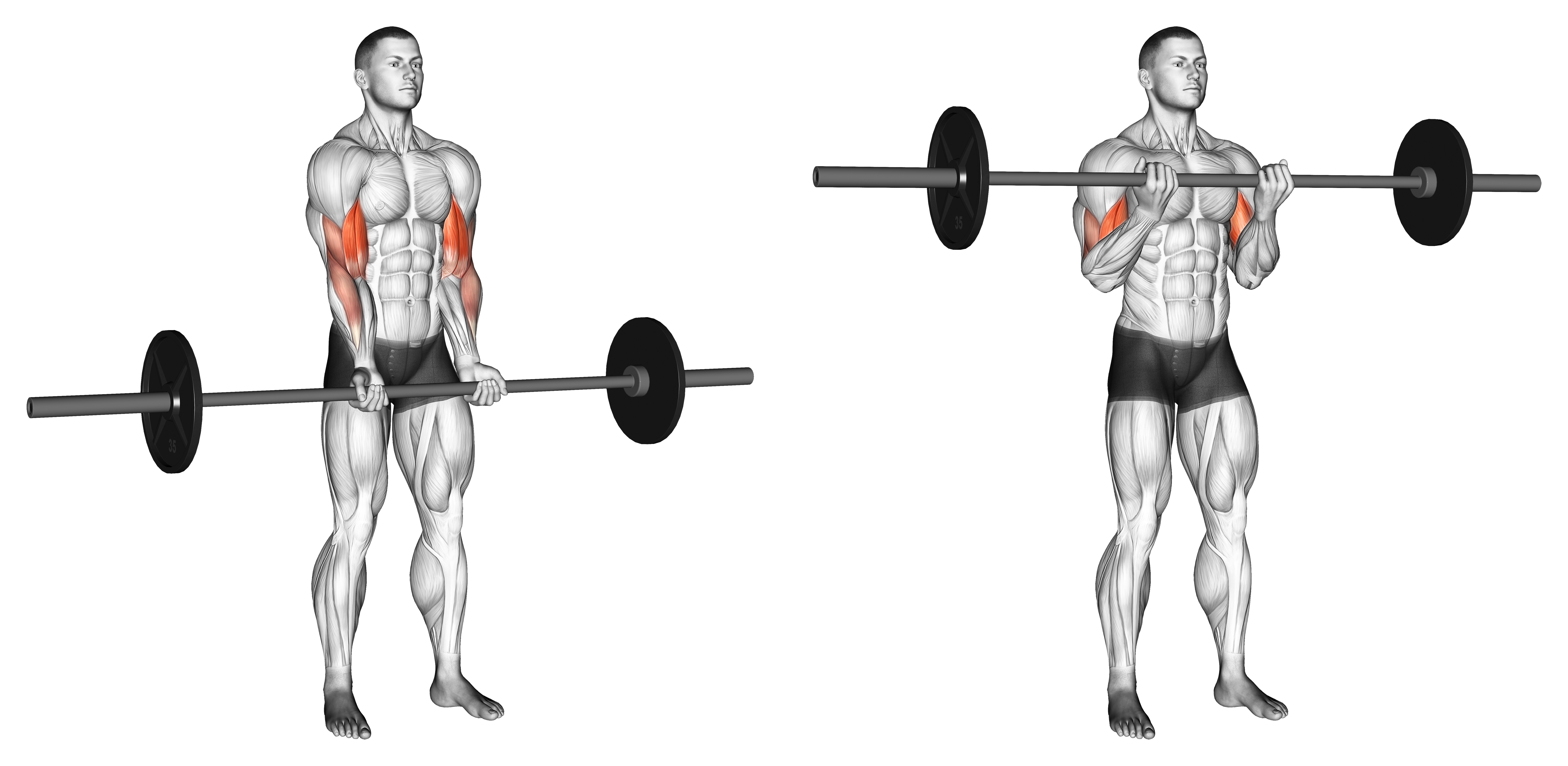 Barbell Standing Close Grip Curl
