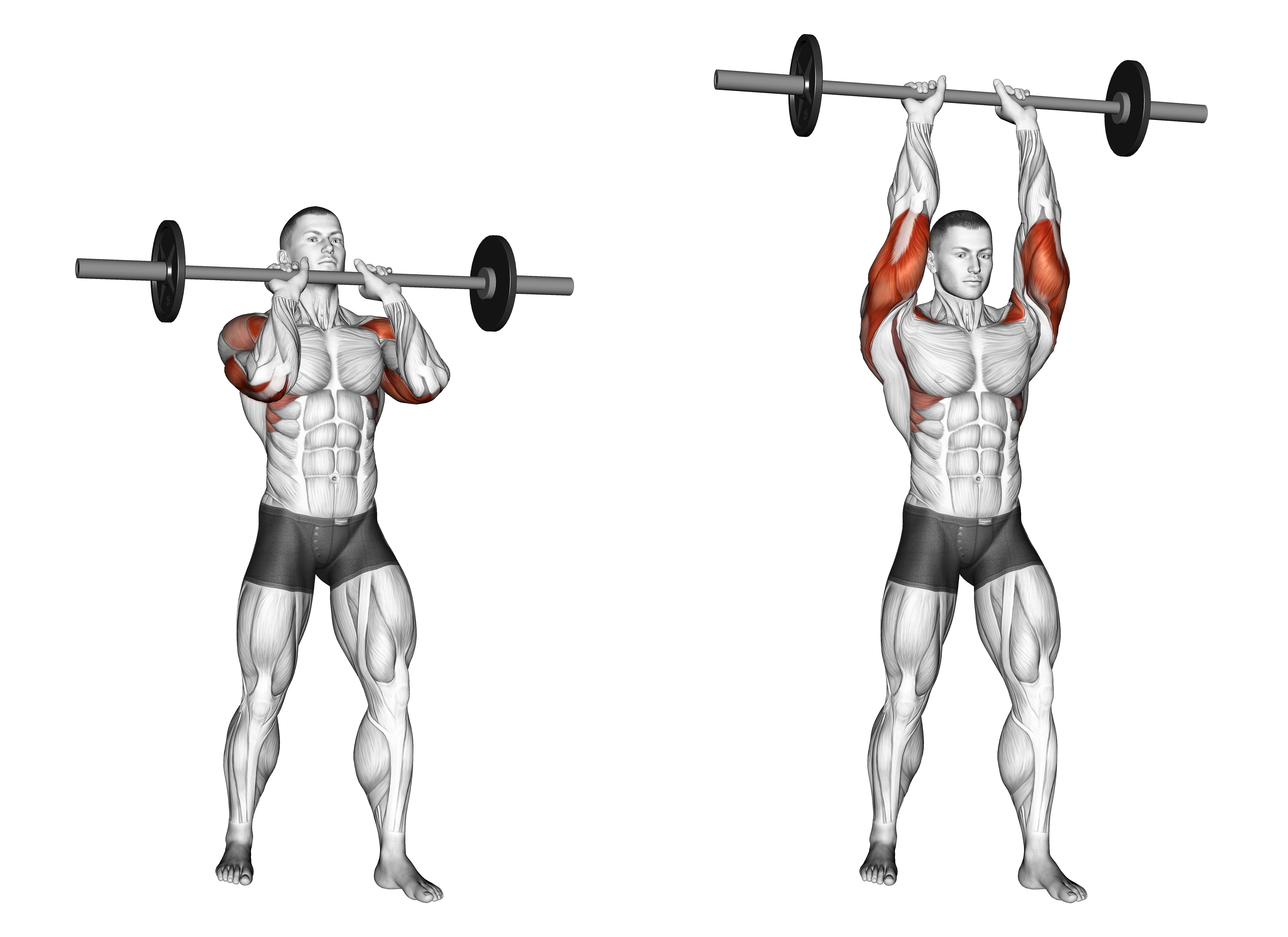 Barbell Standing Close Grip Military Press