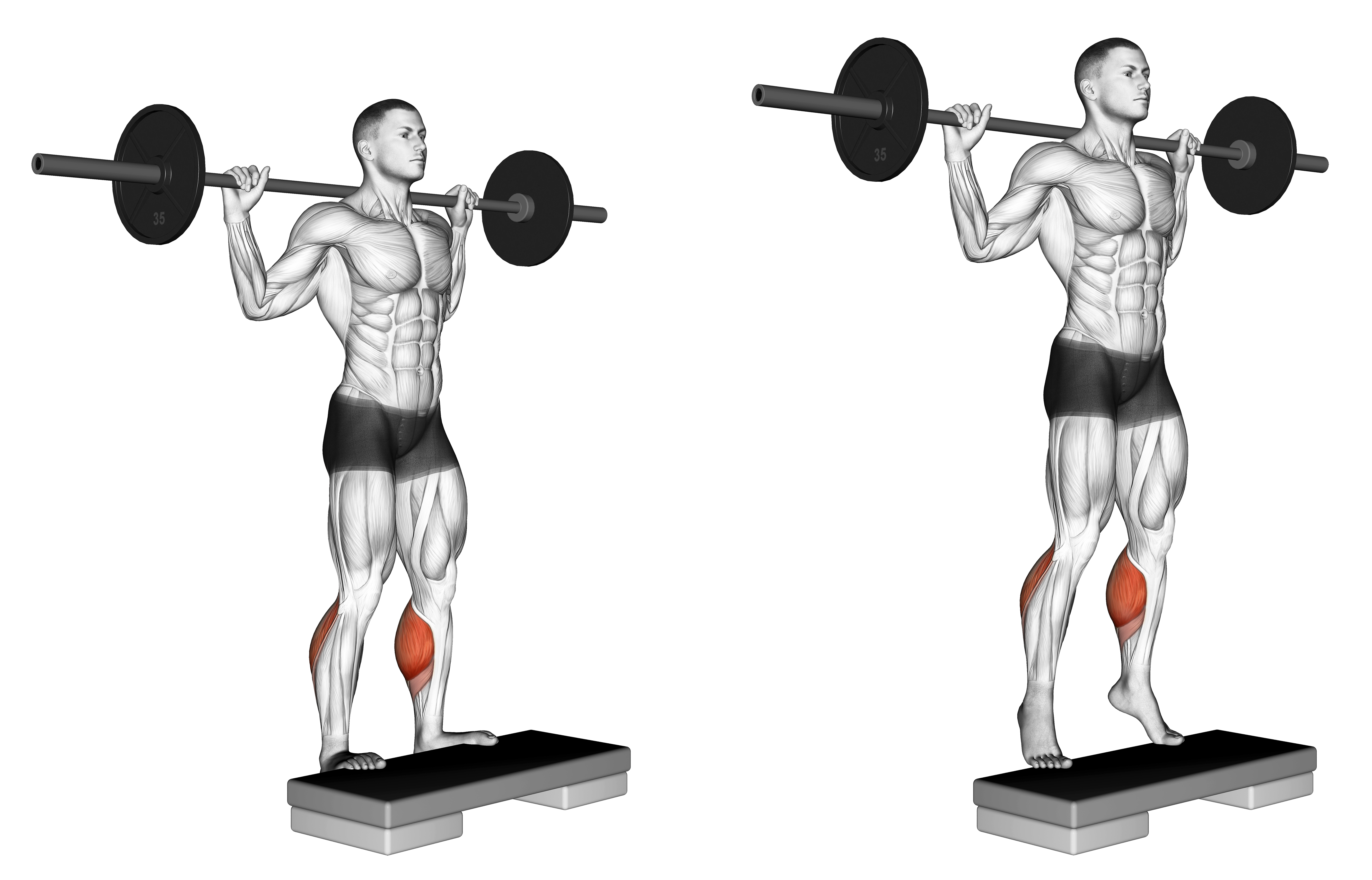 Barbell Standing Leg Calf Raise