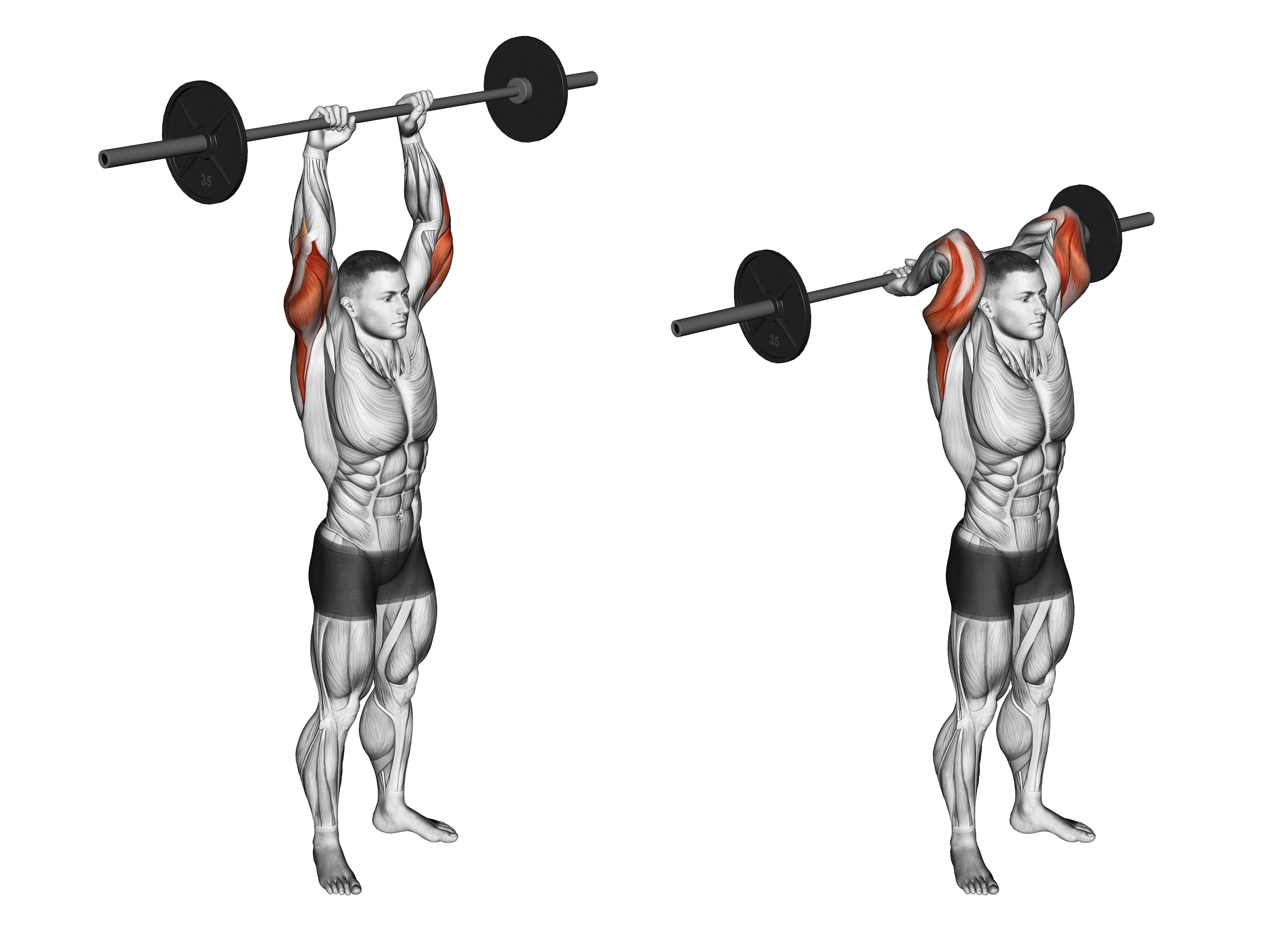 Barbell Standing Overhead Triceps Extension