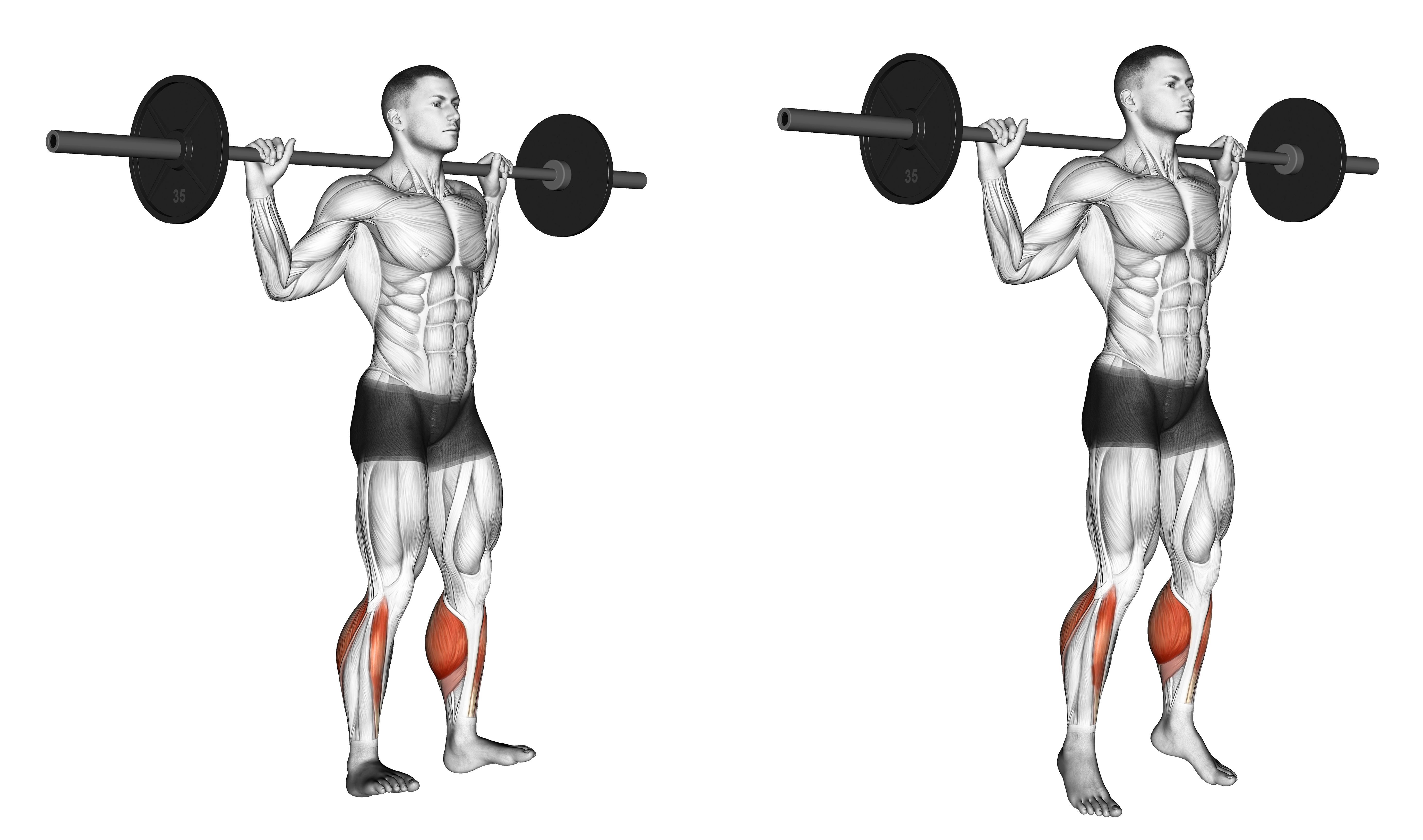 Barbell Standing Rocking Leg Calf Raise