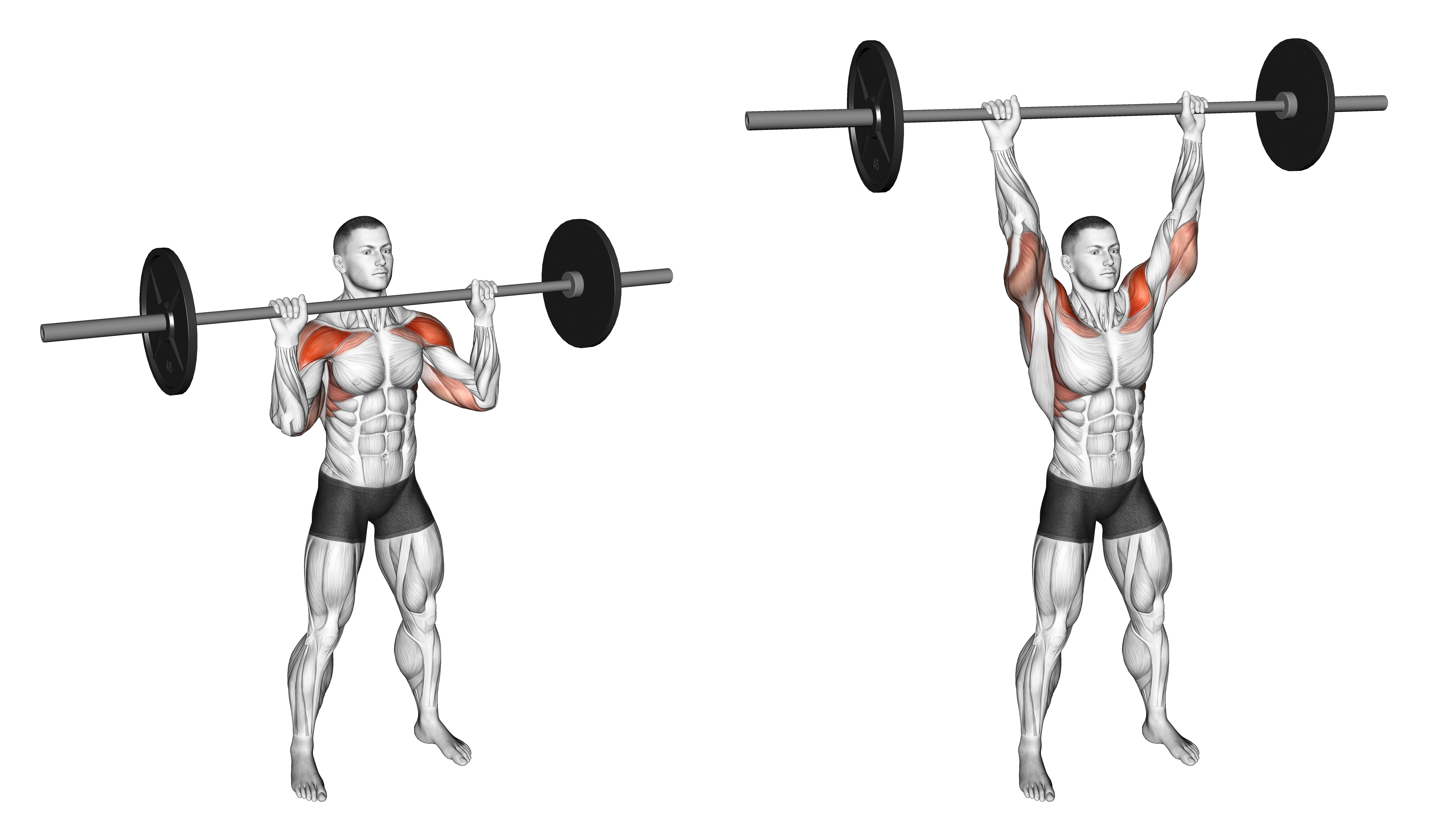 Barbell Standing Shoulders Press