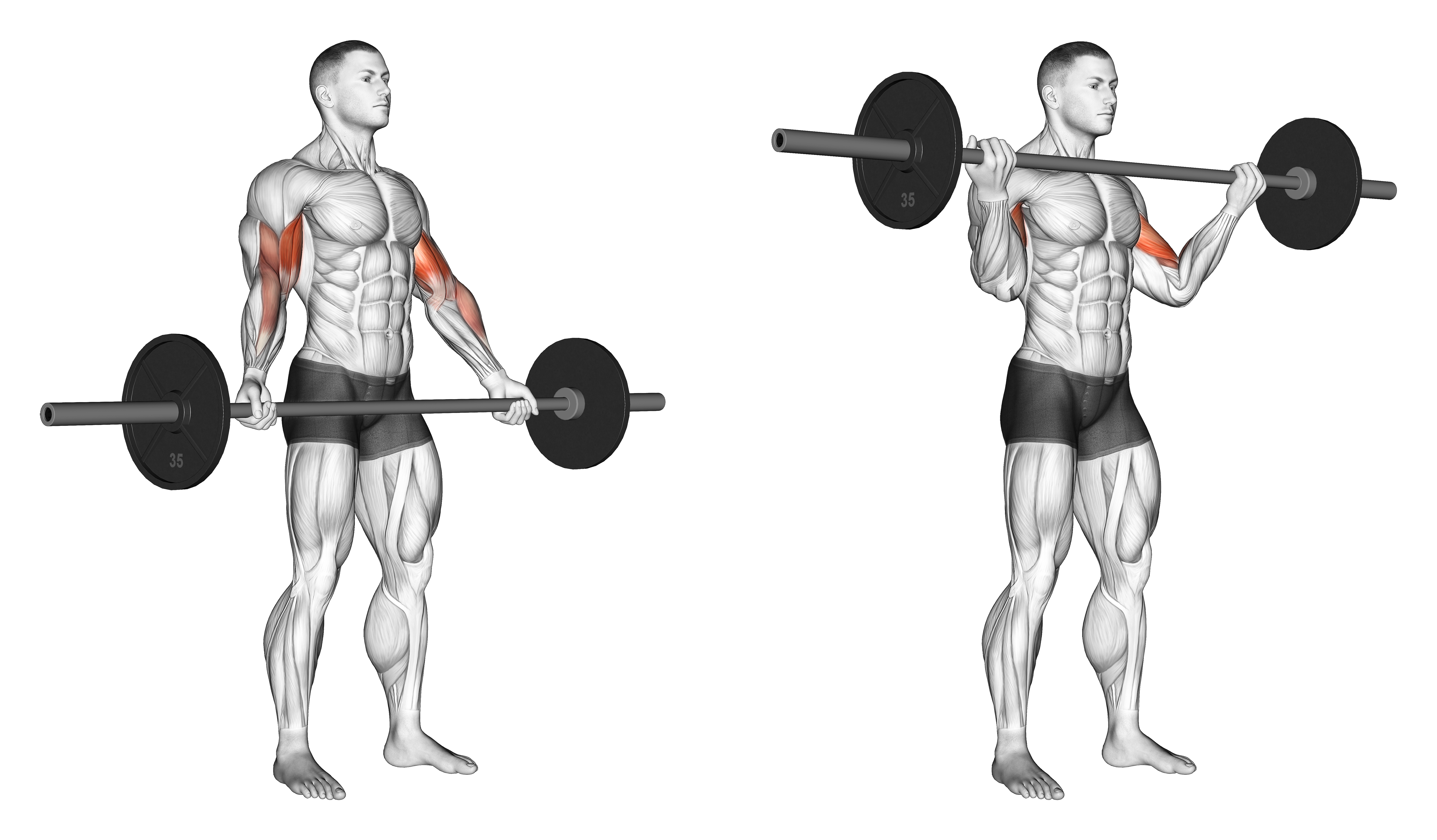 Barbell Standing Wide Grip Biceps Curl