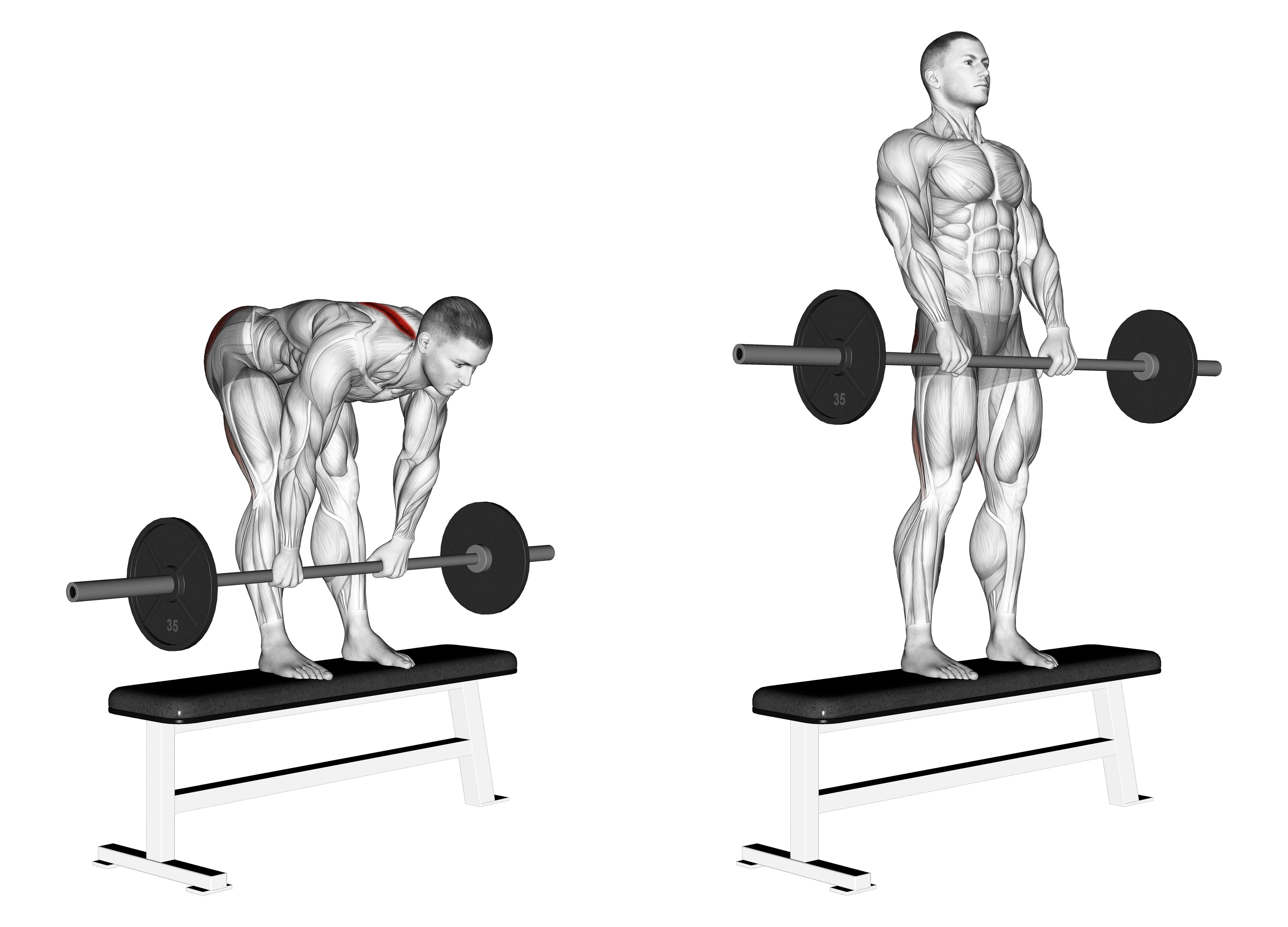 Barbell Stiff Leg Deadlift On Bench