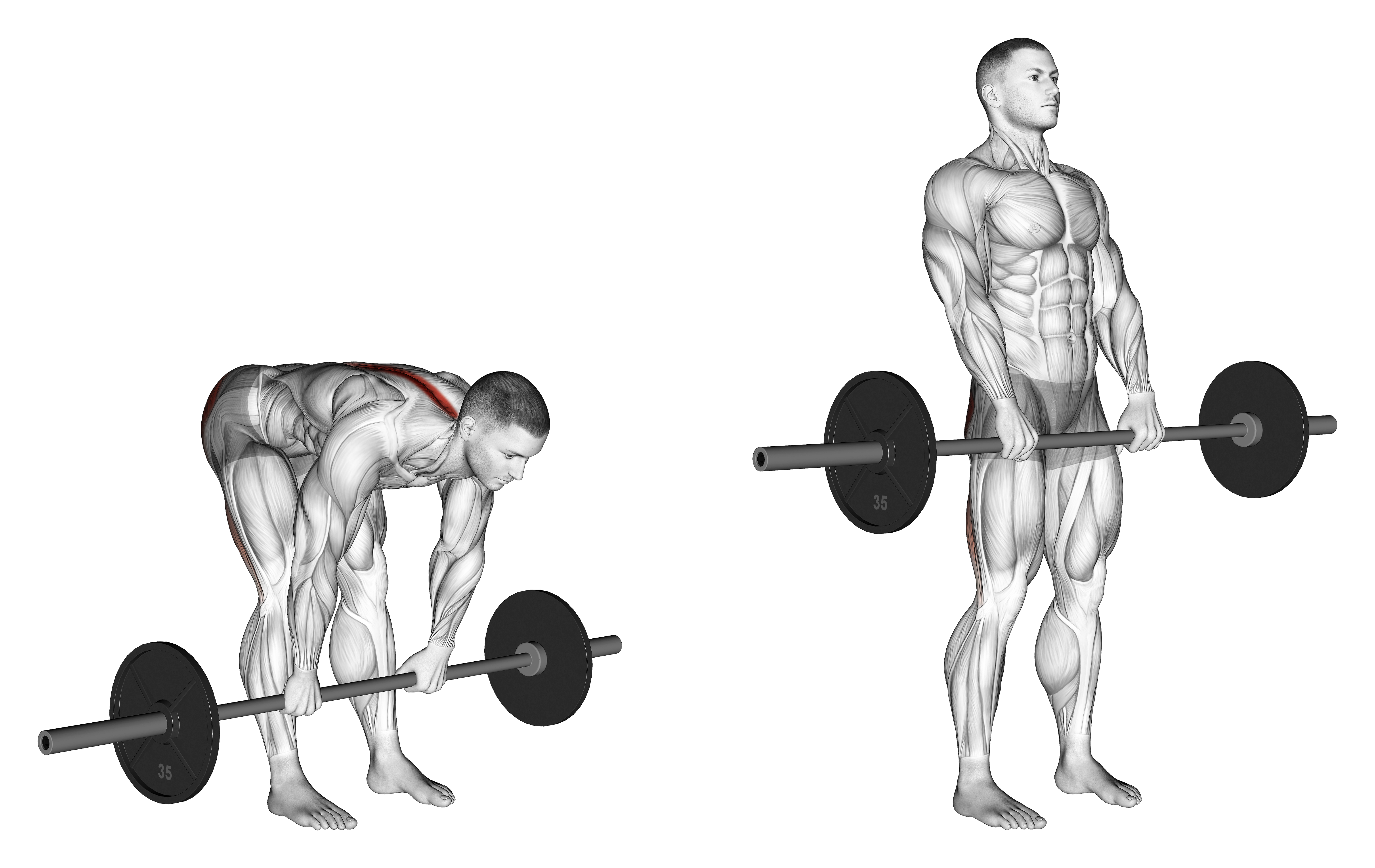 Barbell Stiff Legged Deadlift