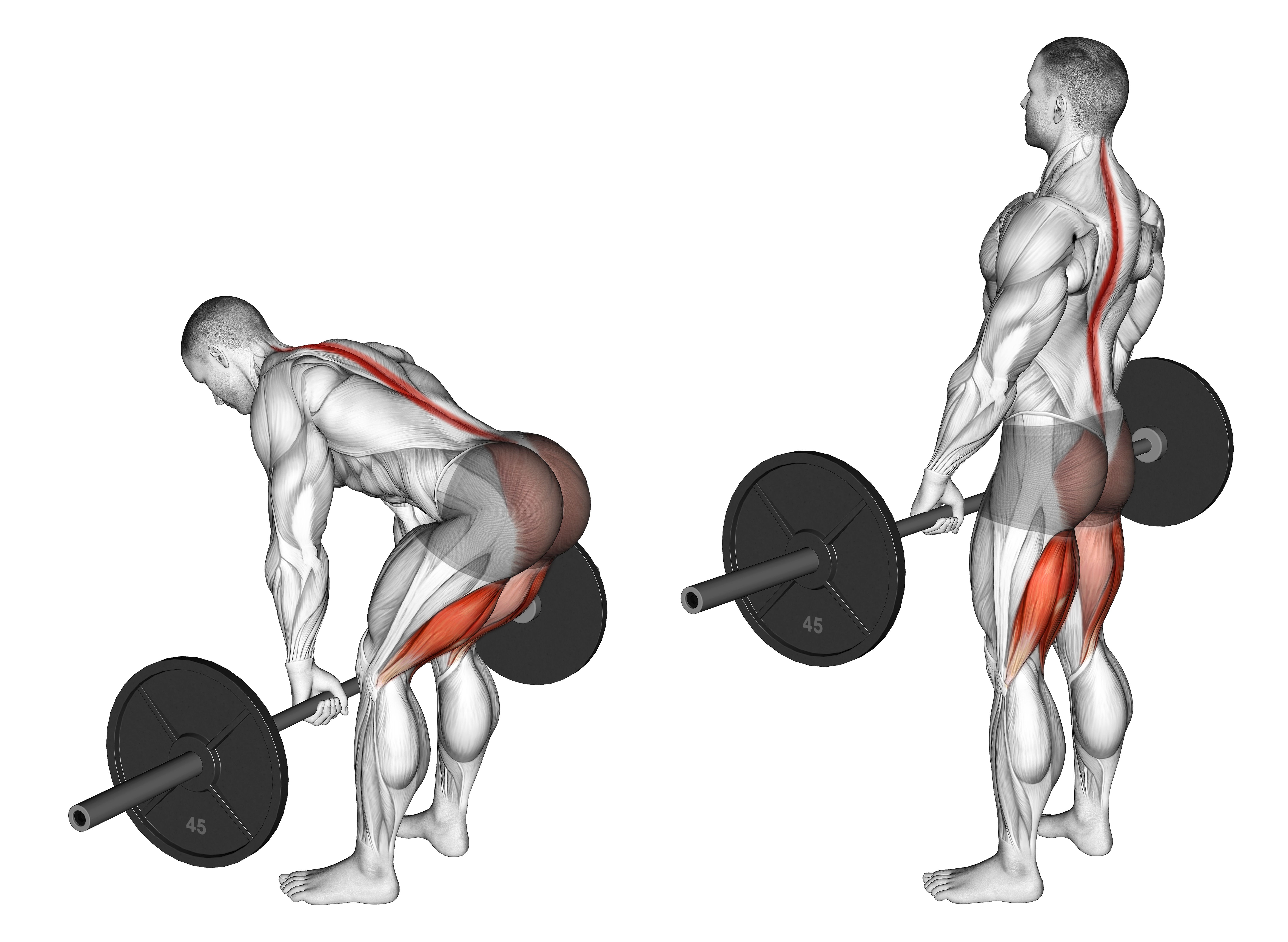 Barbell Straight Leg Deadlift