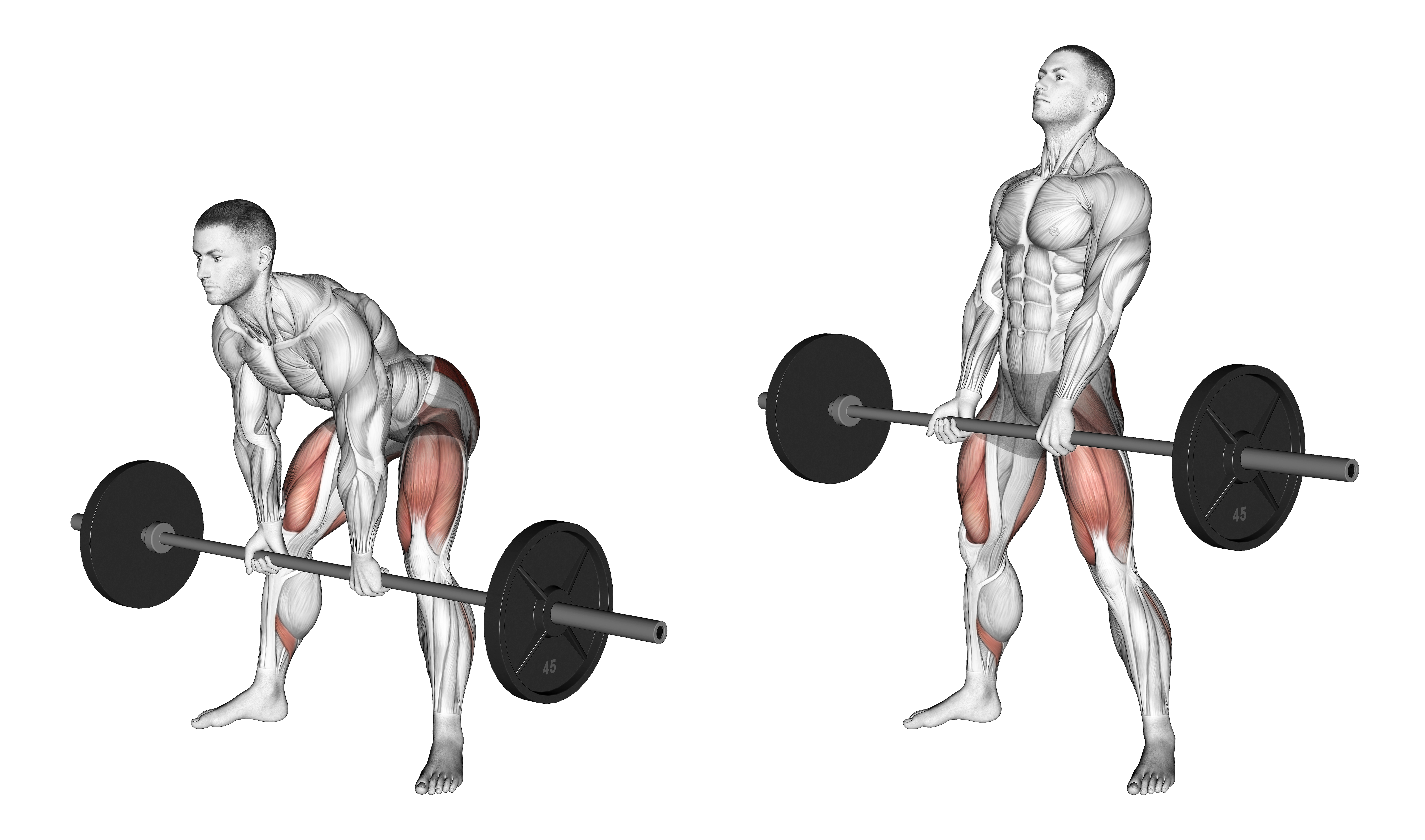 Barbell Sumo Romanian Deadlift